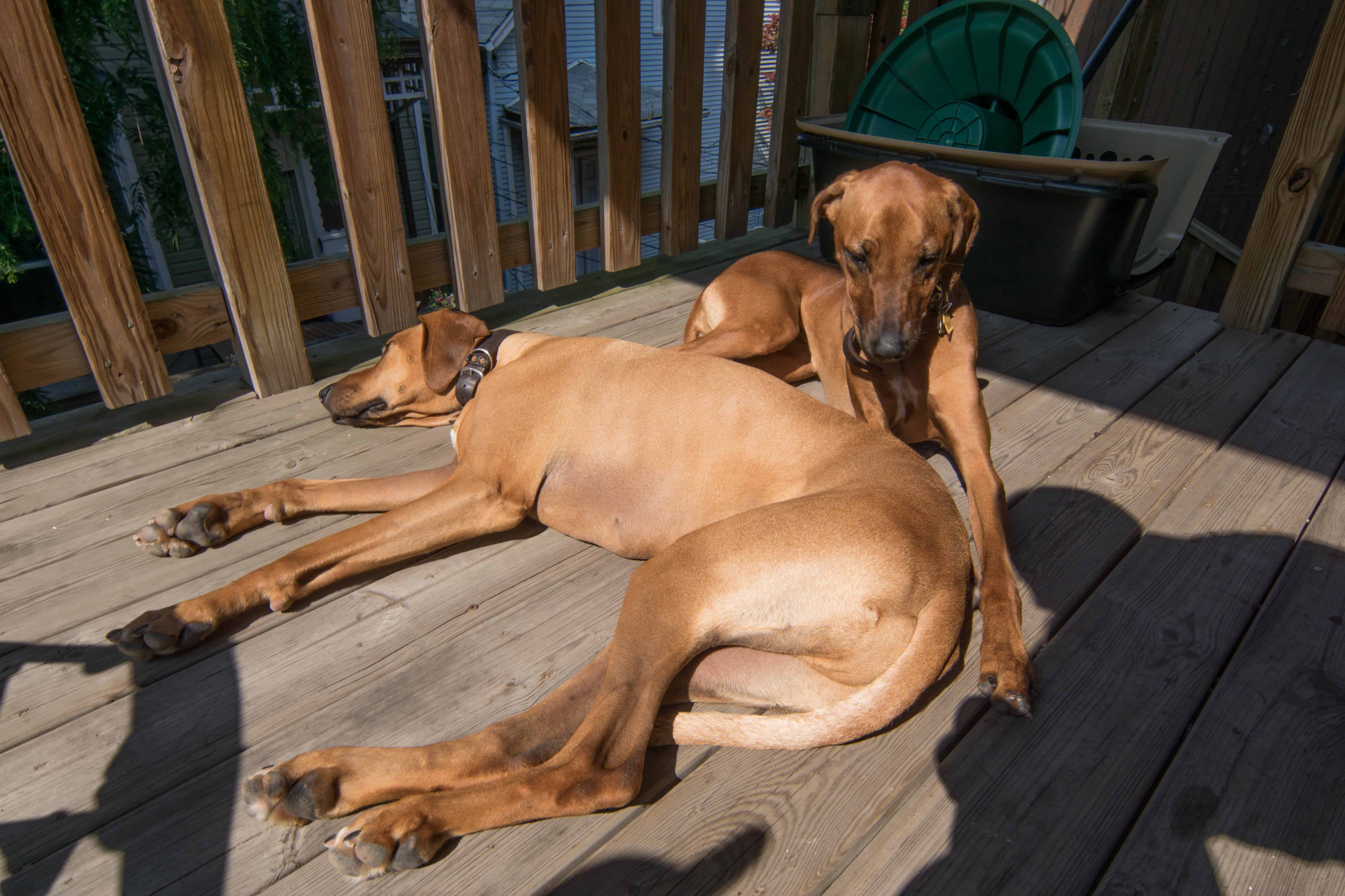 Rhodesian Ridgeback, puppy, cute, chicago