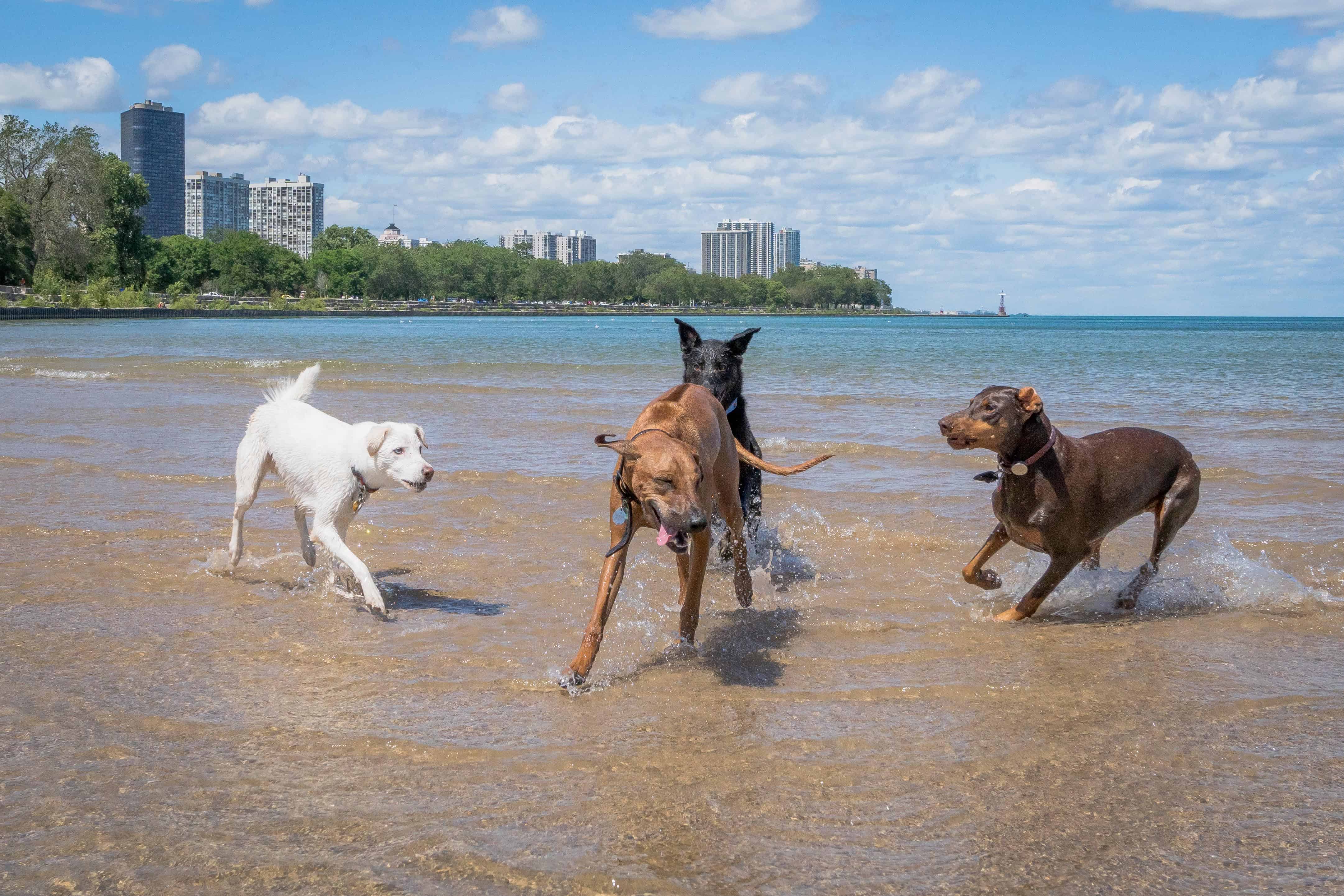 Rhodesian Ridgeback, puppy, chicago, cute, montrose dog beach