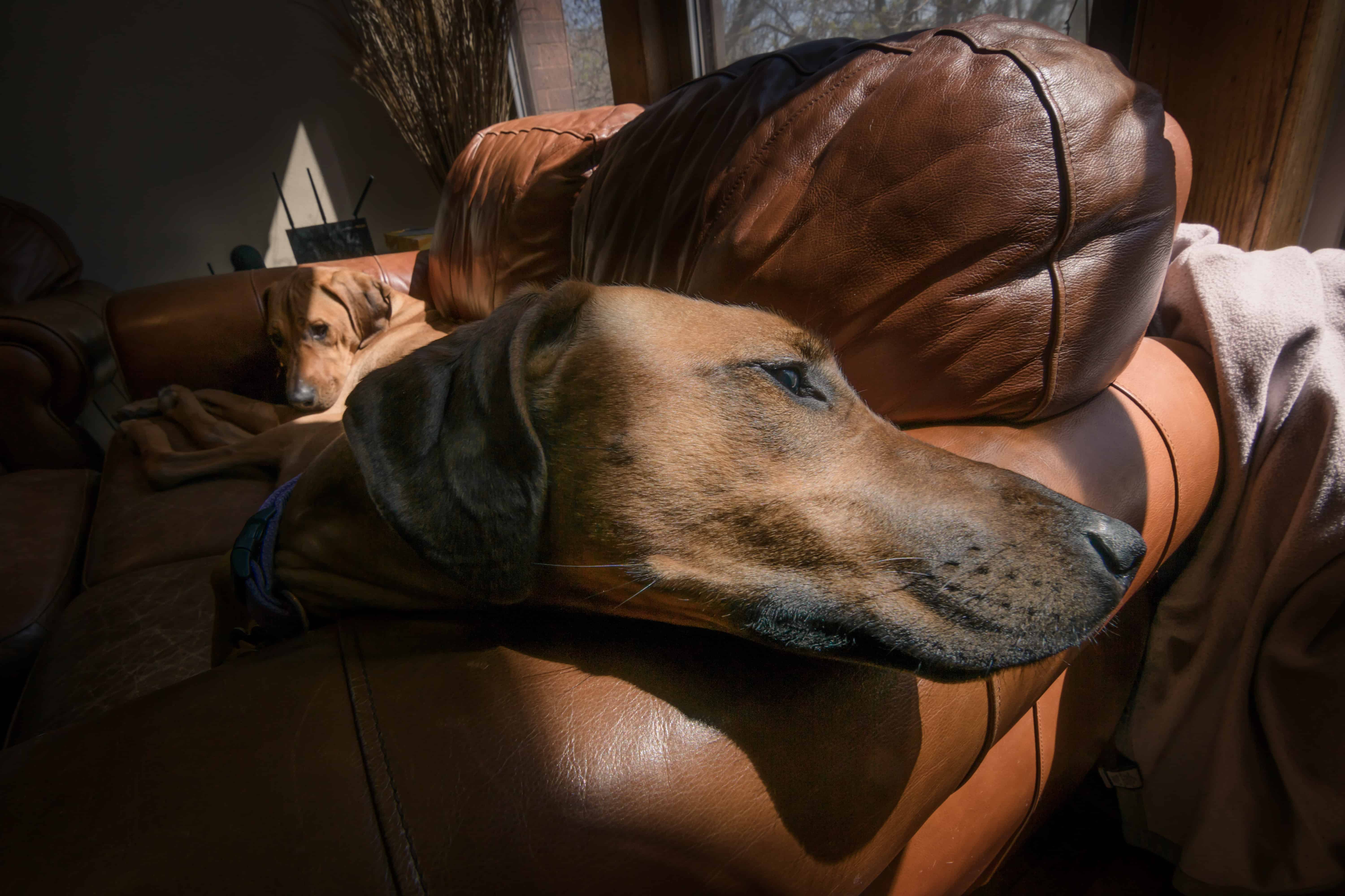 Rhodesian Ridgeback, chicago, puppy, photo, marking our territory, dogs, adventure, sun