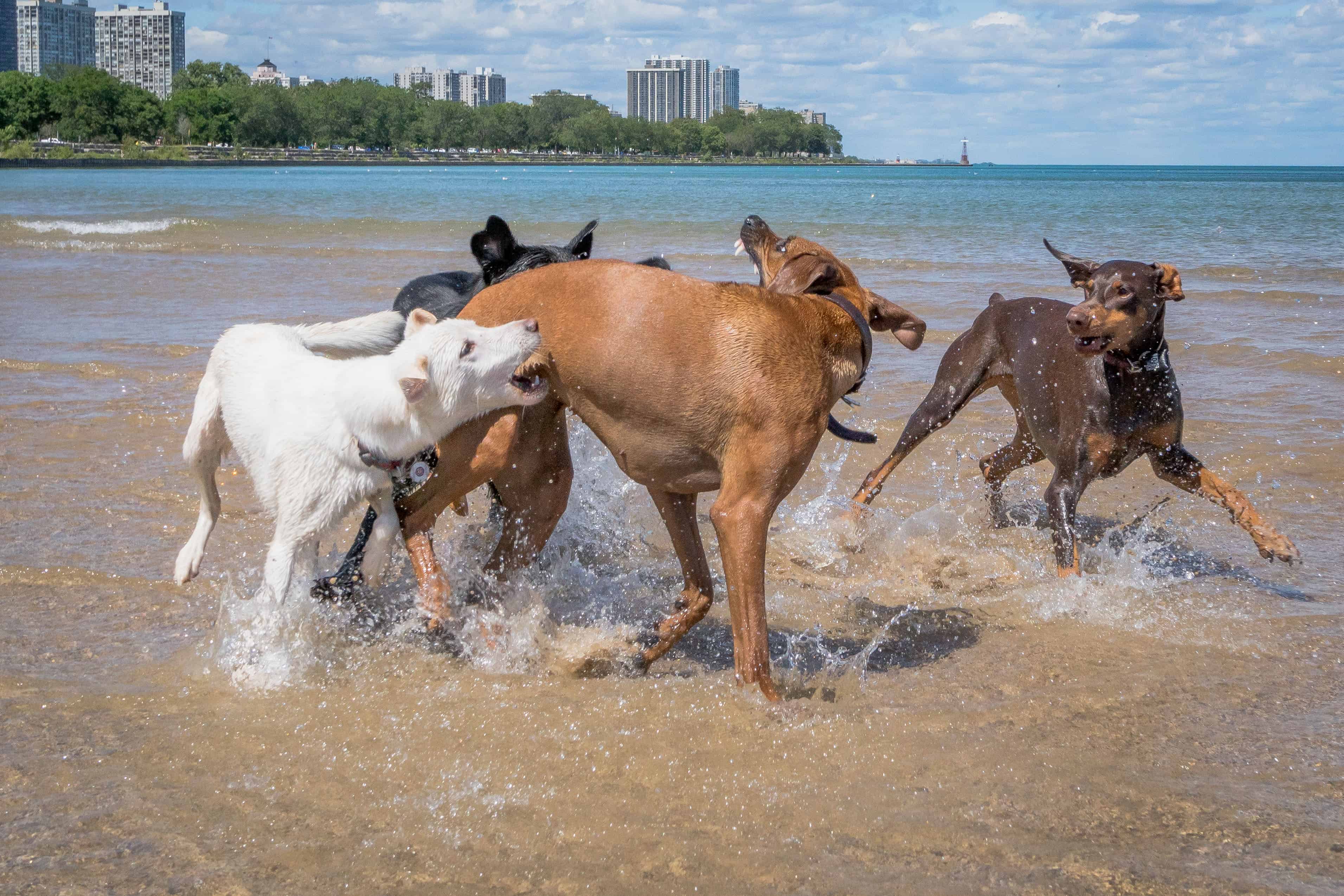 Rhodesian Ridgeback, puppy, chicago, cute, montrose dog beach