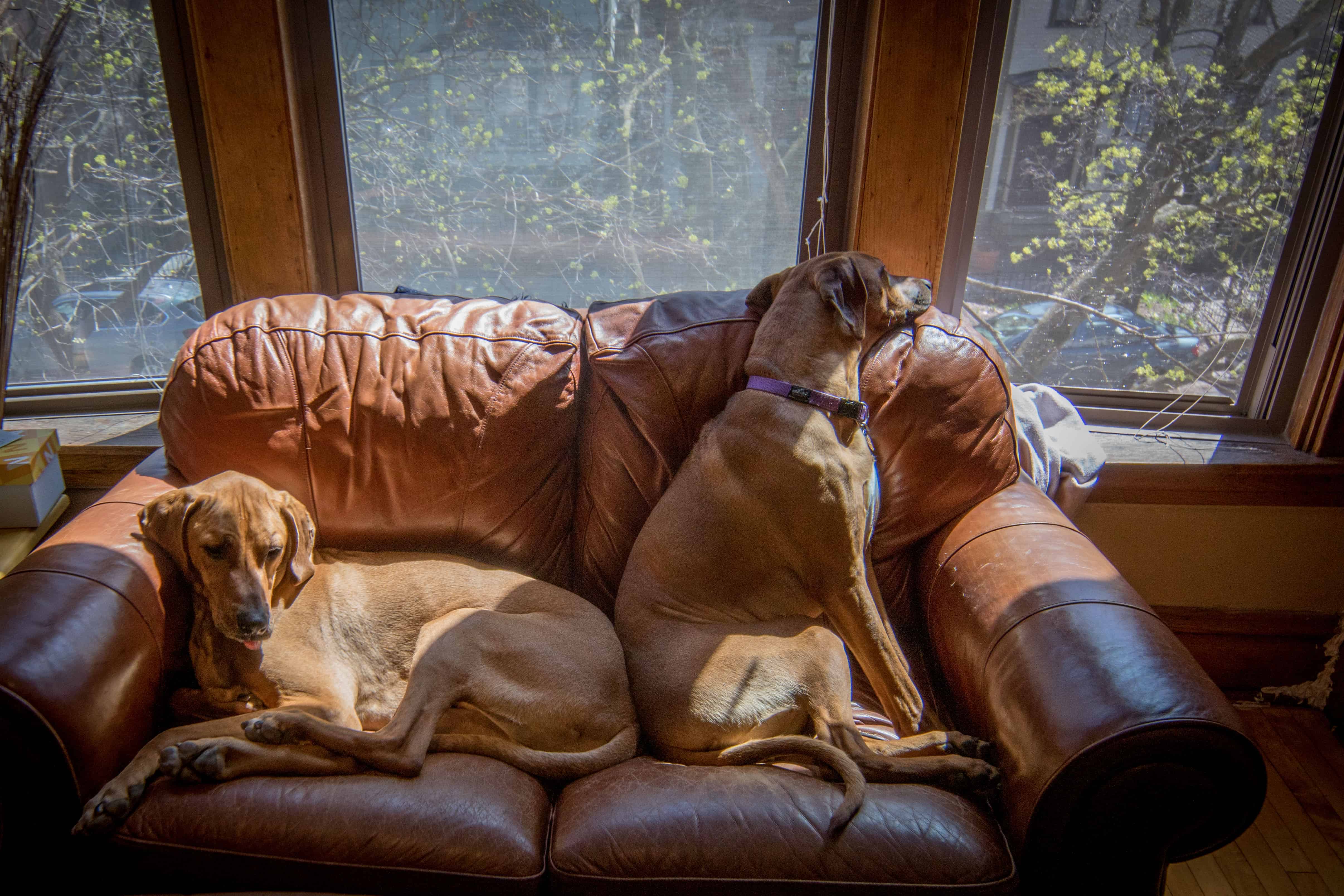 Rhodesian Ridgeback, chicago, puppy, photo, marking our territory, dogs, adventure, sun