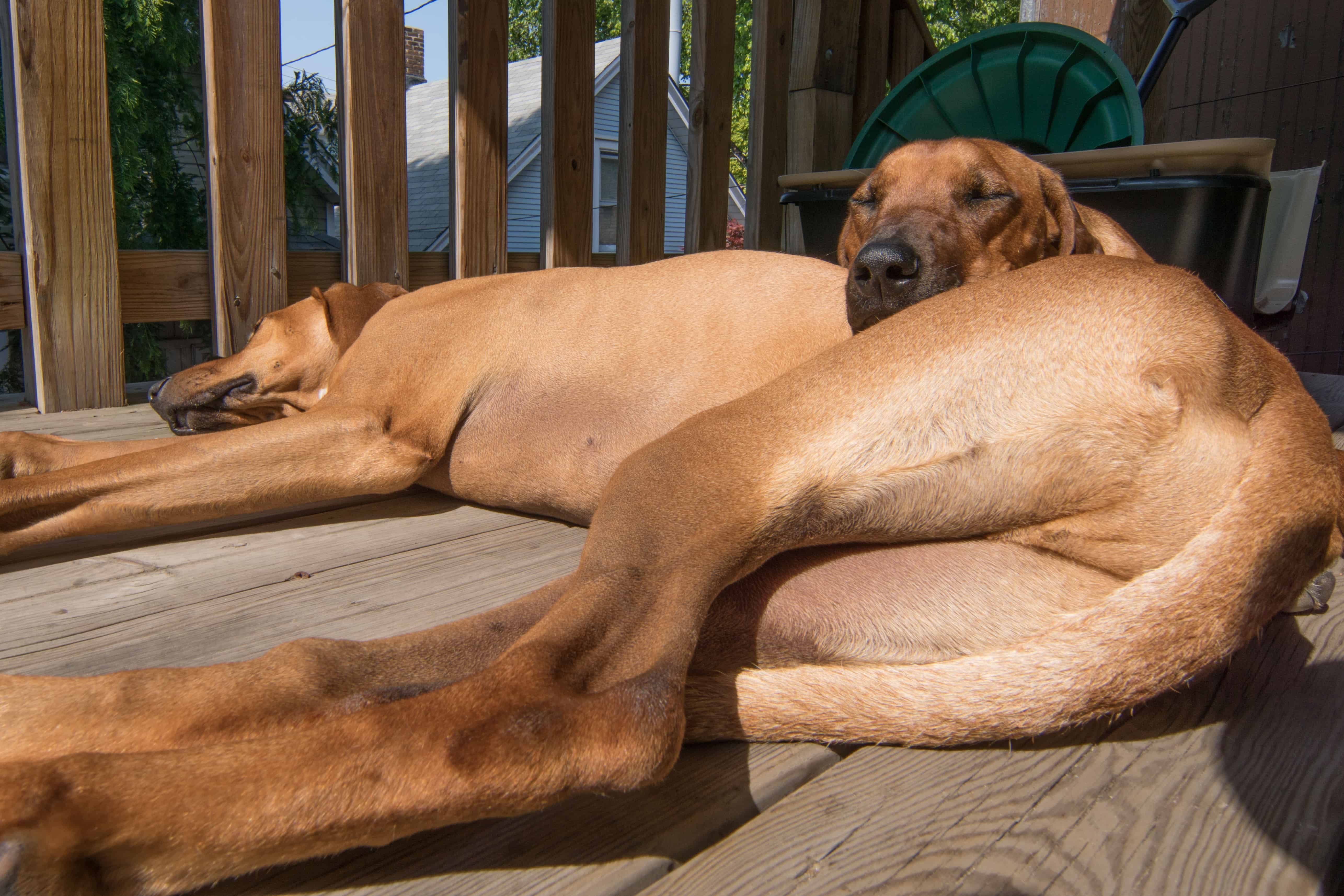 Rhodesian Ridgeback, puppy, cute, chicago