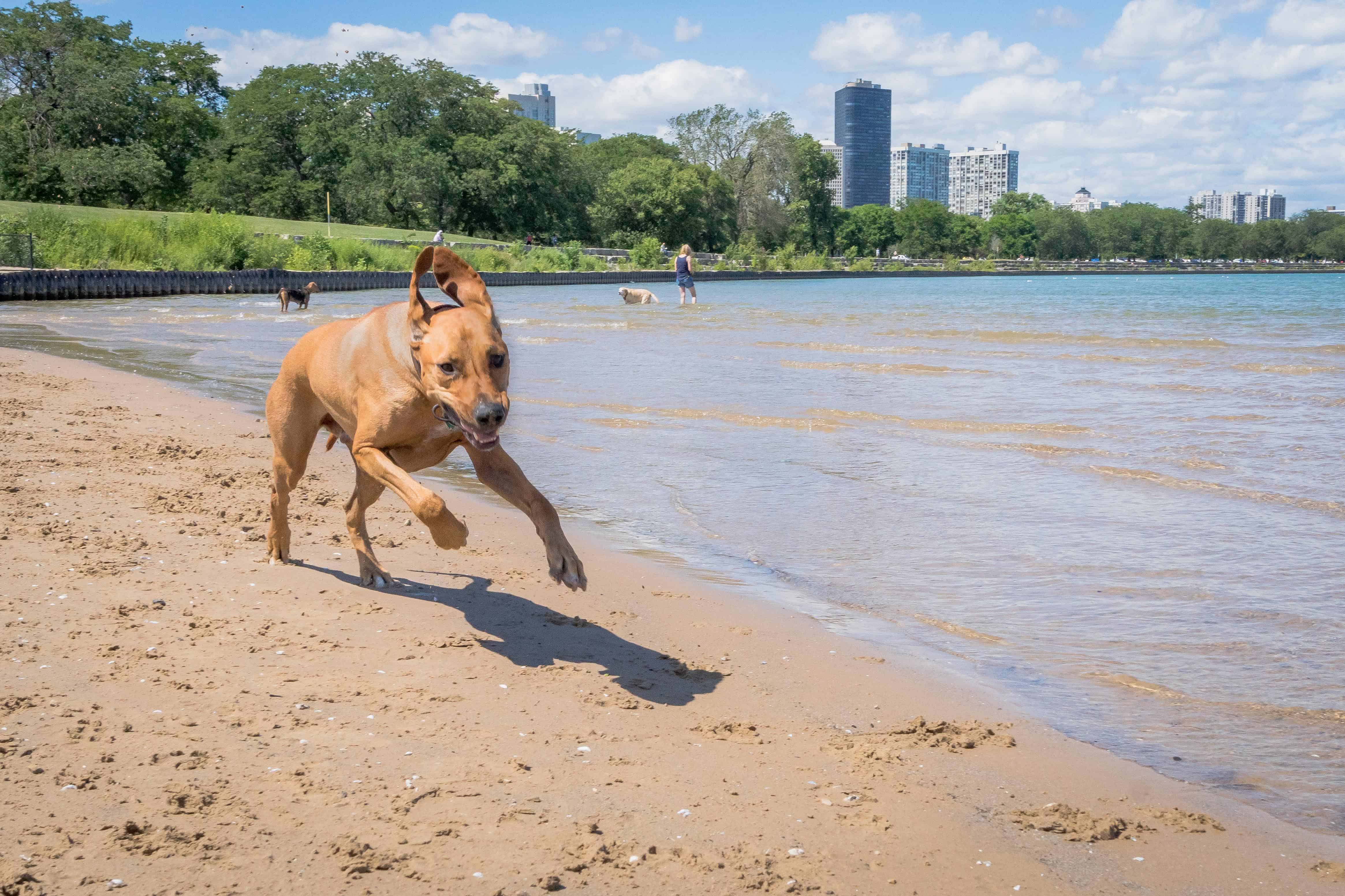 Rhodesian Ridgeback, puppy, chicago, cute, montrose dog beach