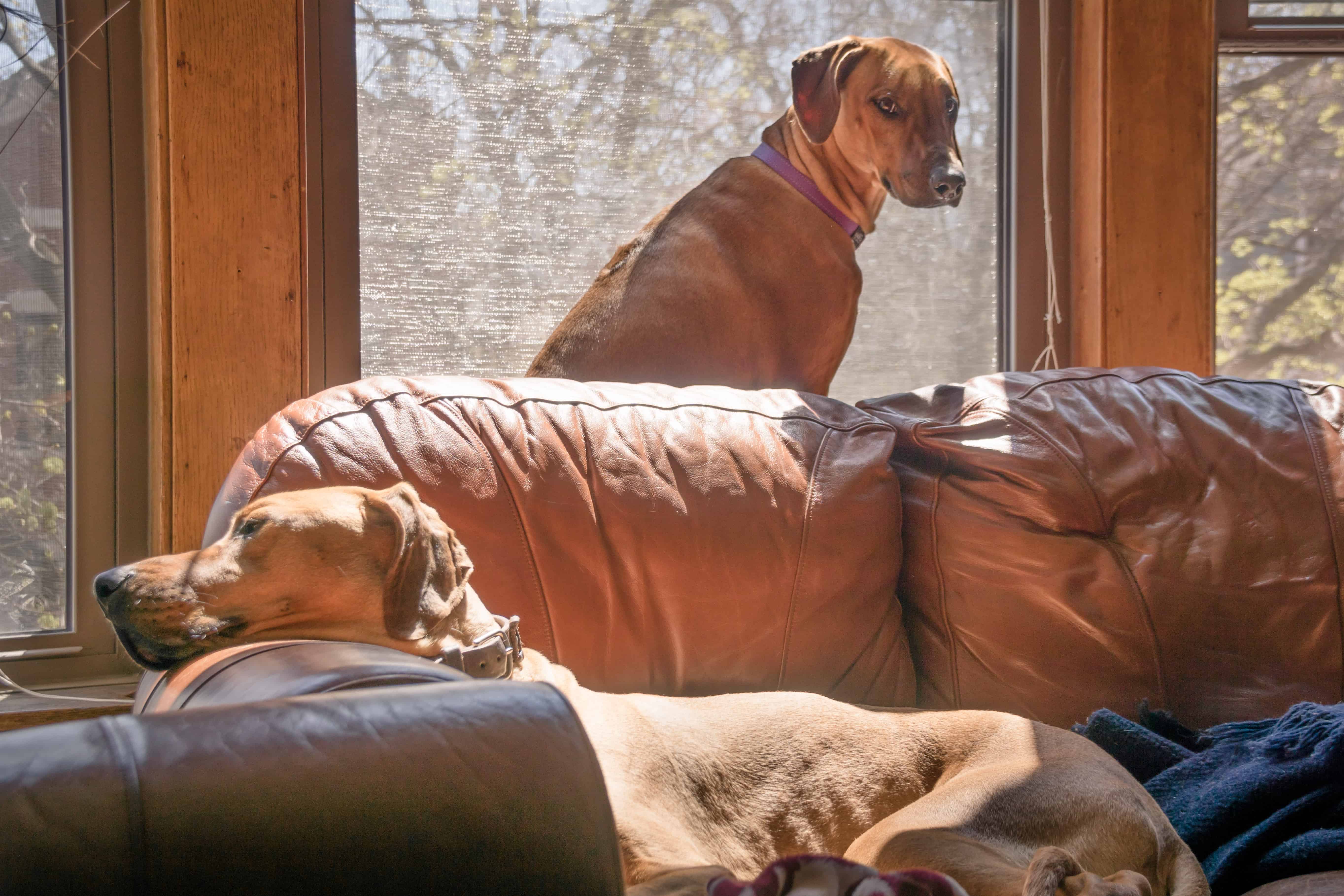 Rhodesian Ridgeback, chicago, puppy, photo, marking our territory, dogs, adventure, sun