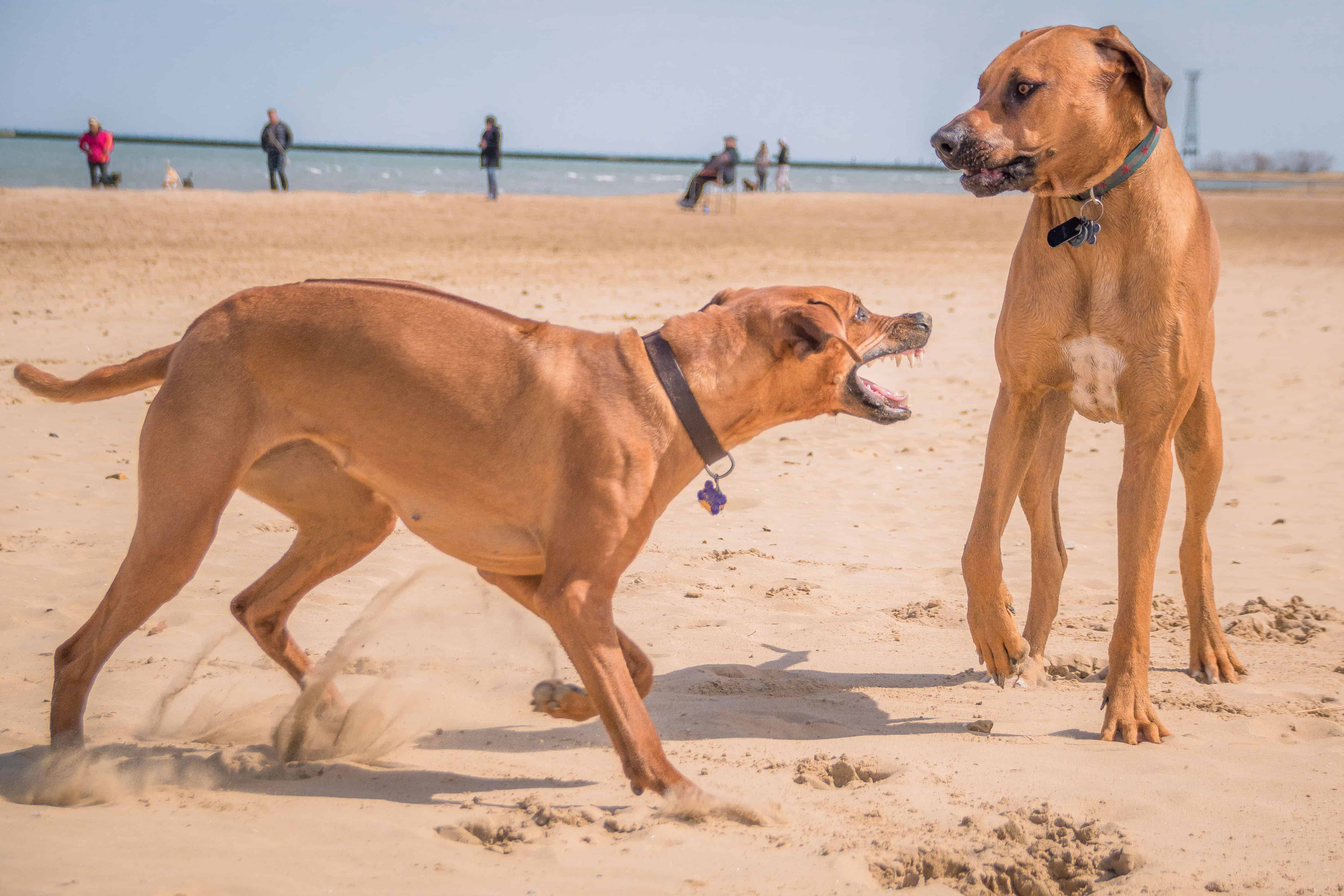 Rhodesian Ridgeback, puppy, chicago, marking our territory