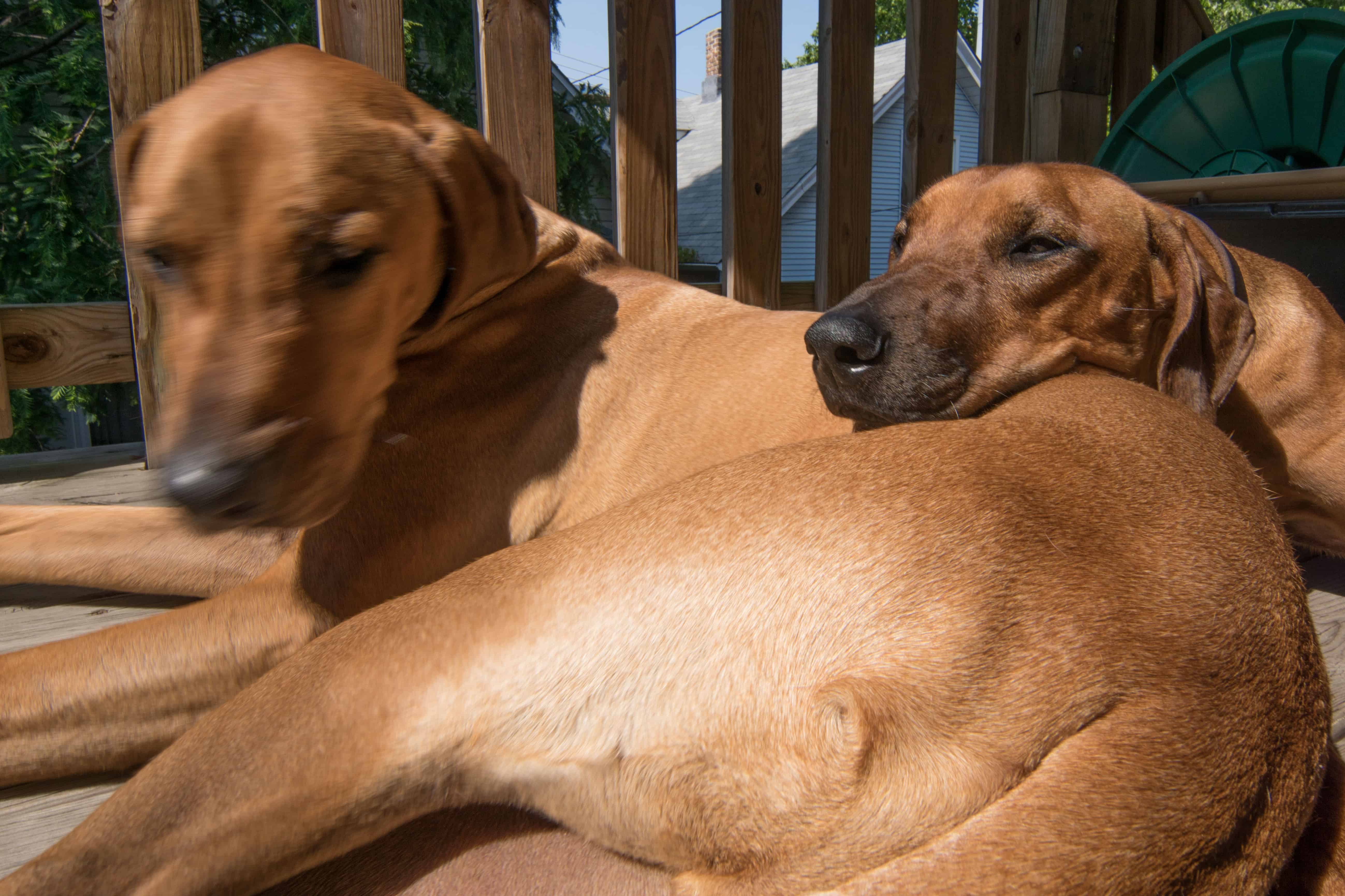 Rhodesian Ridgeback, puppy, cute, chicago