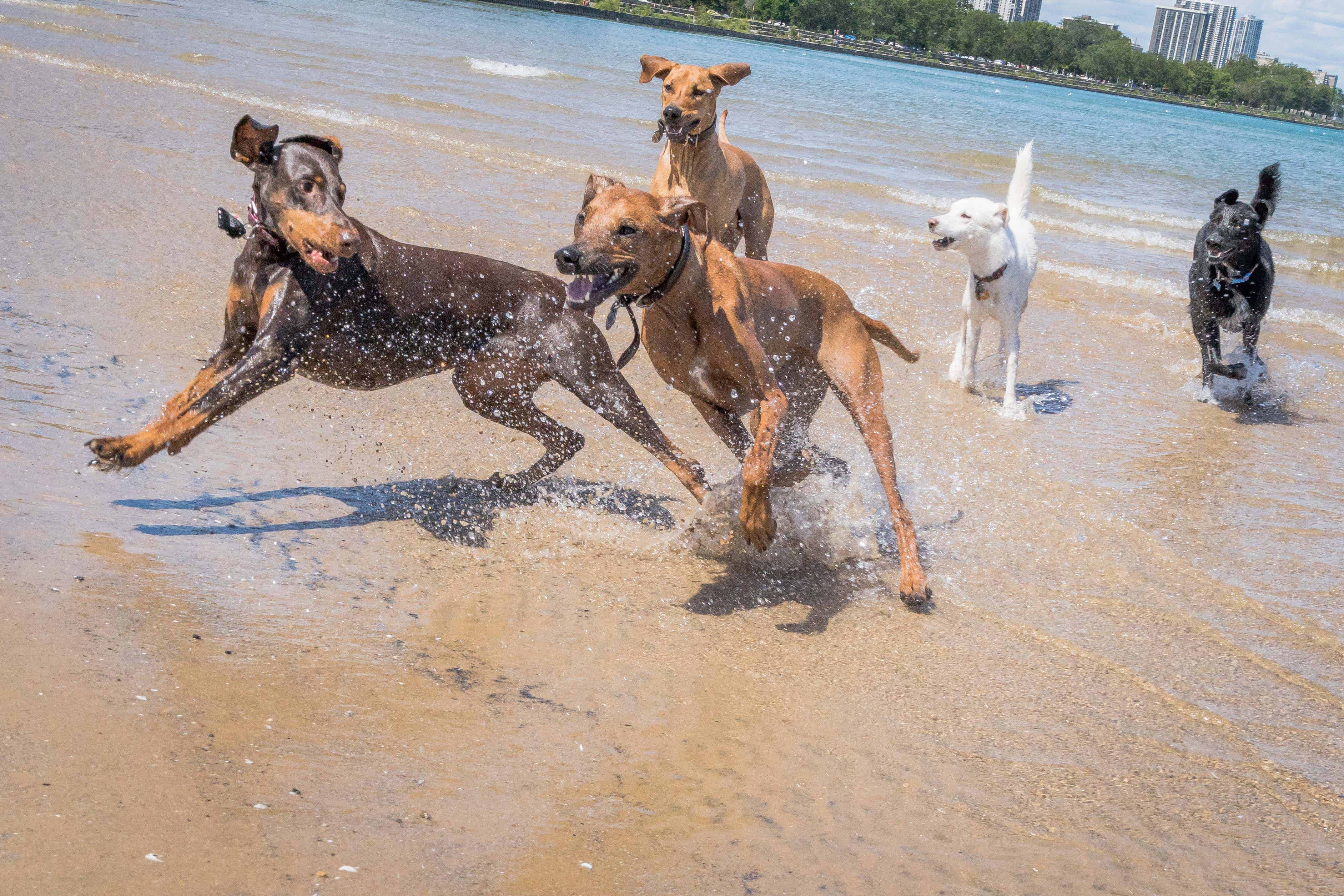 Rhodesian Ridgeback, puppy, chicago, cute, montrose dog beach