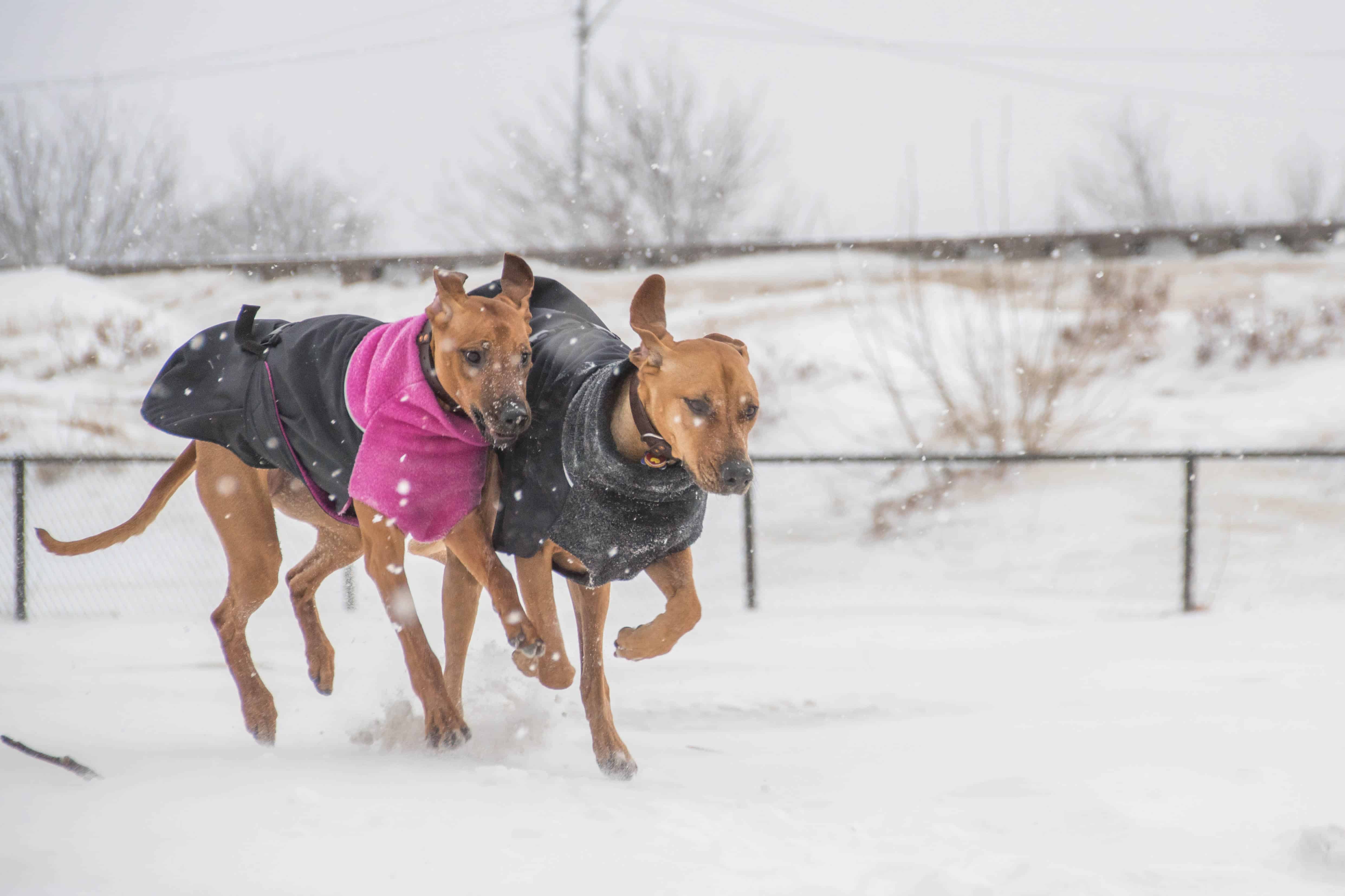 Rhodesian Ridgeback, puppy, chicago, adventure, marking our territory, montrose dog beach