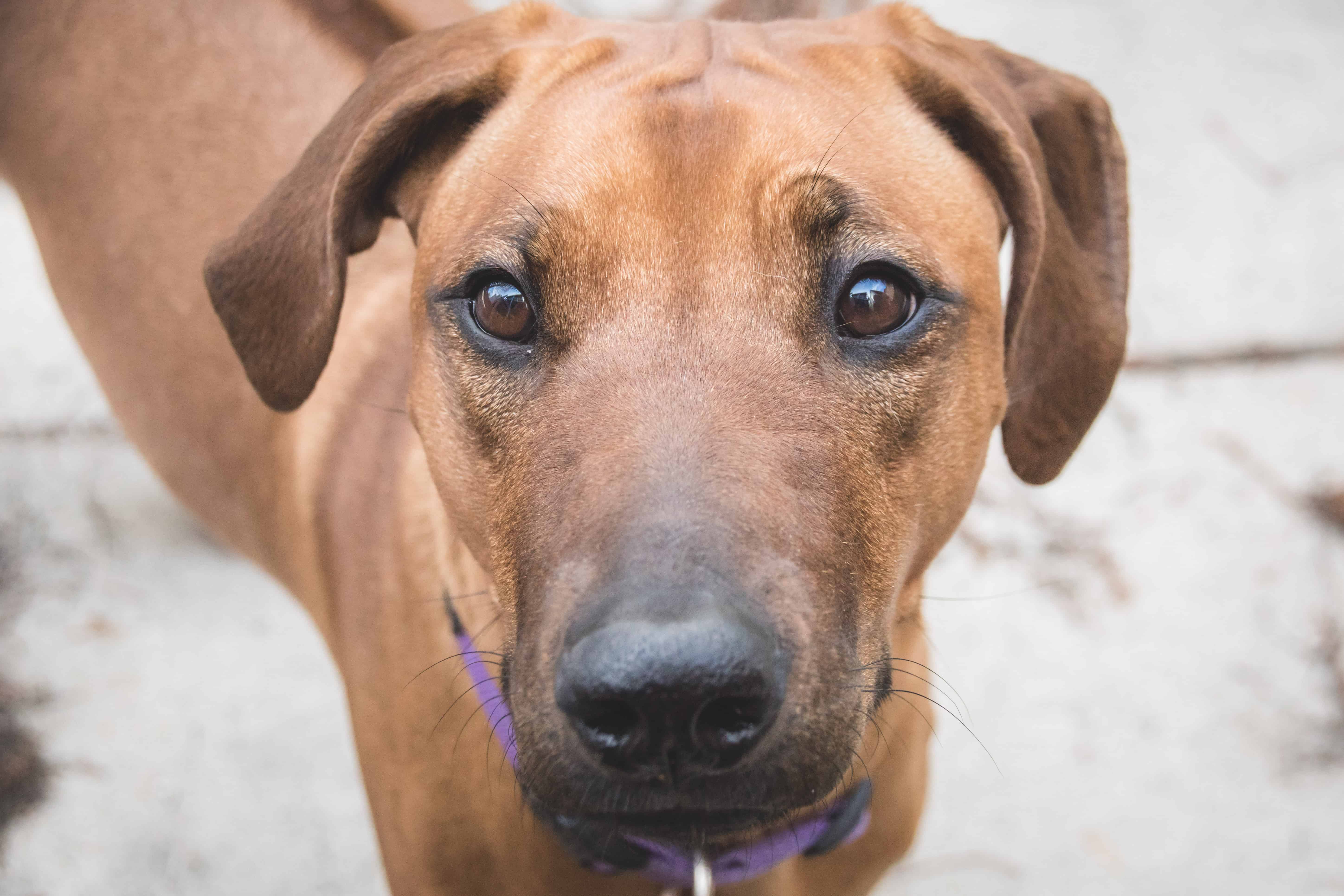 Rhodesian Ridgeback, puppy, chicago, marking our territory