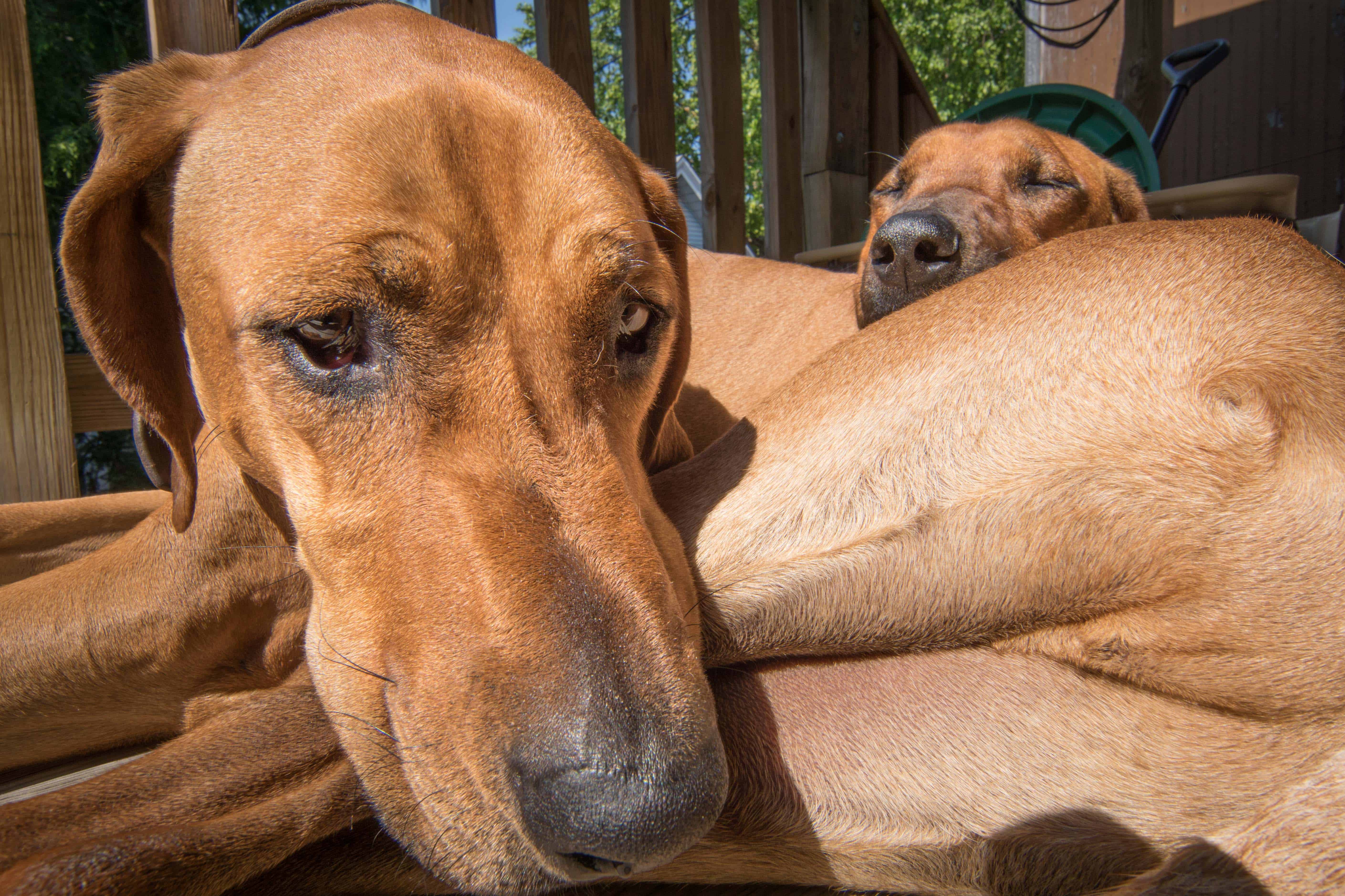 Rhodesian Ridgeback, puppy, cute, chicago