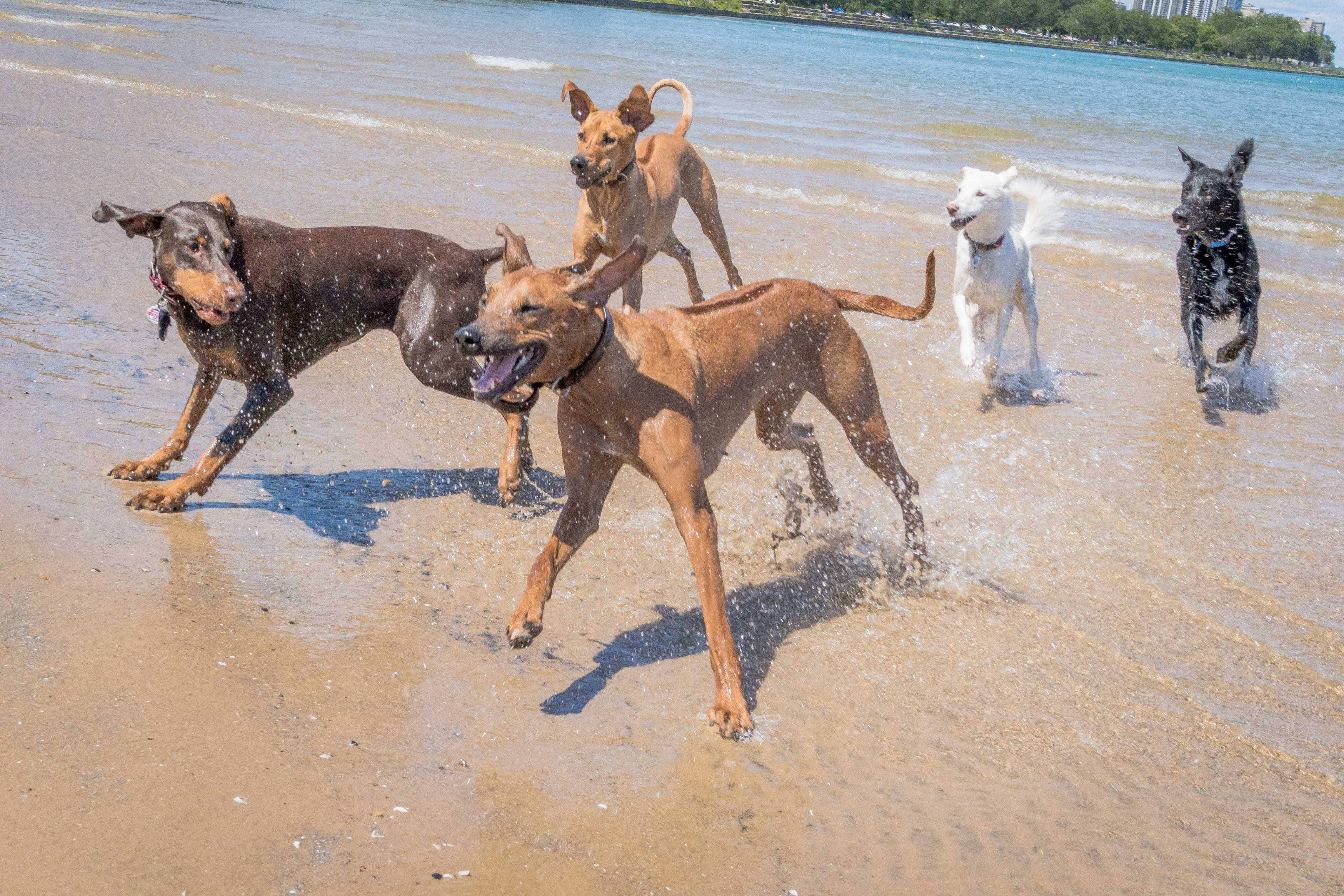 Rhodesian Ridgeback, puppy, chicago, cute, montrose dog beach