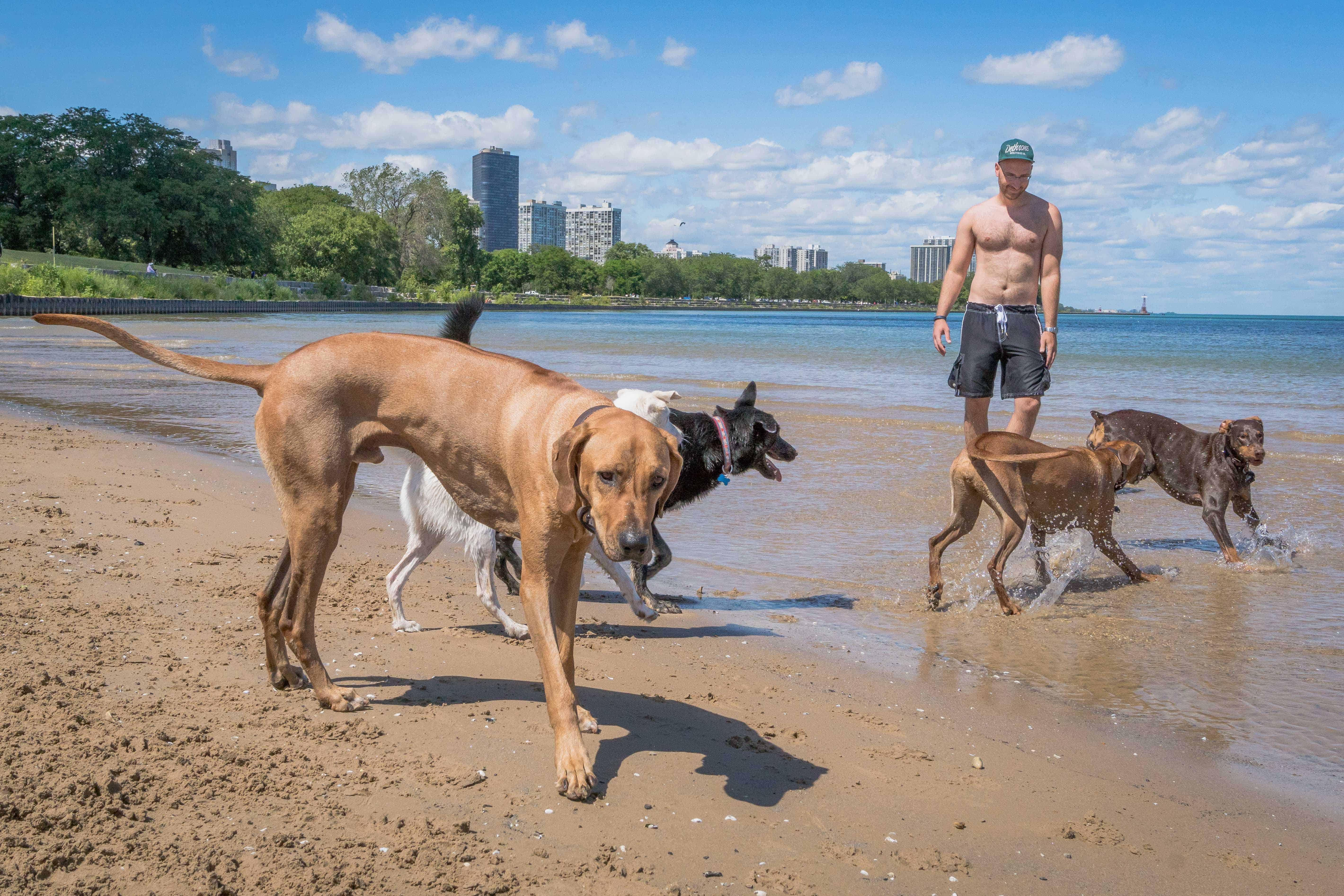 Rhodesian Ridgeback, puppy, chicago, cute, montrose dog beach