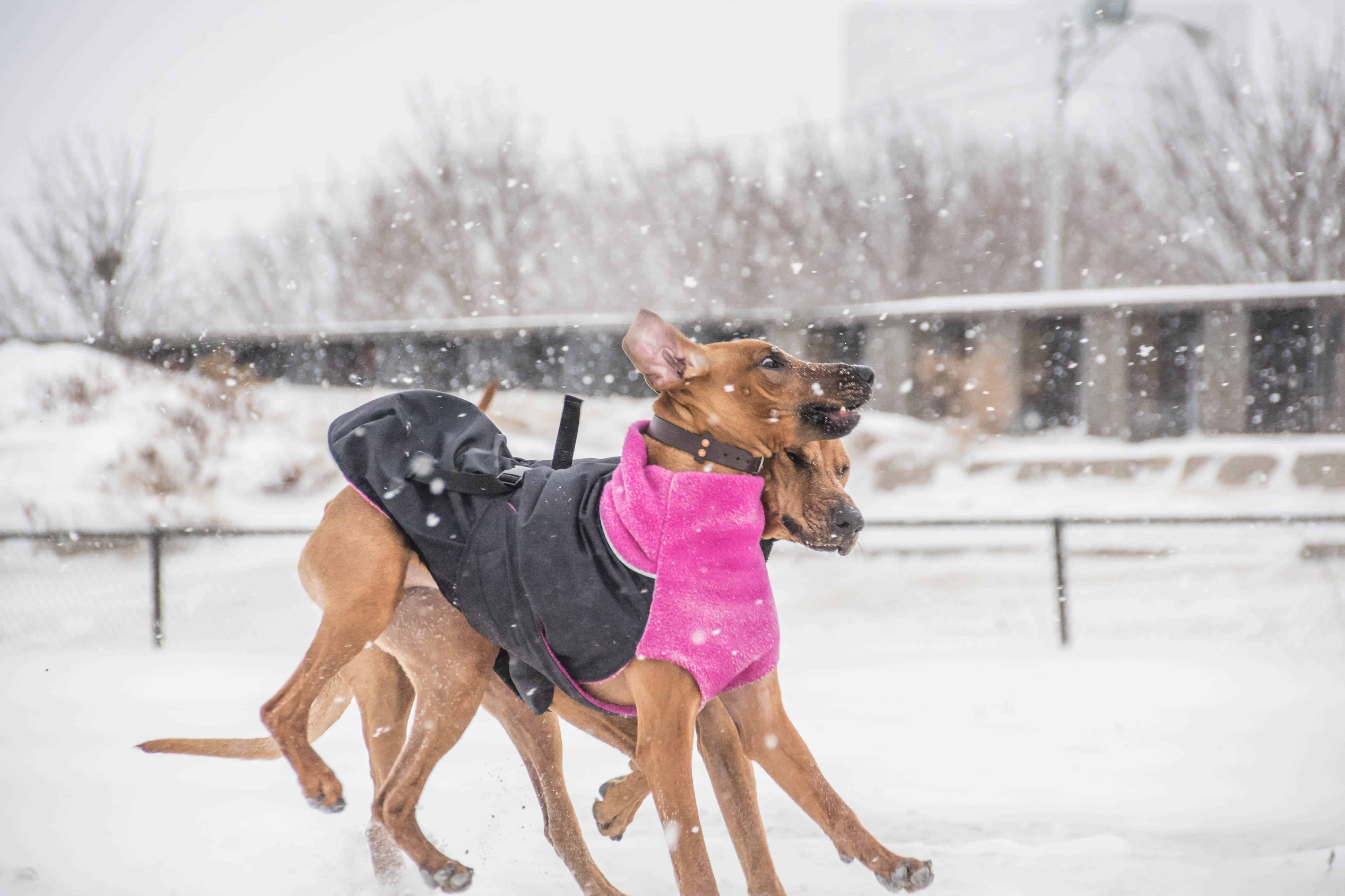 Rhodesian Ridgeback, puppy, chicago, adventure, marking our territory, montrose dog beach