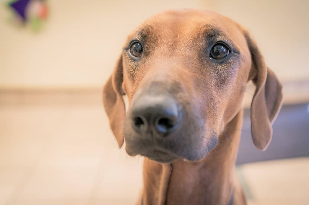 Rhodesian Ridgeback, blog, puppy, adventure, chicago