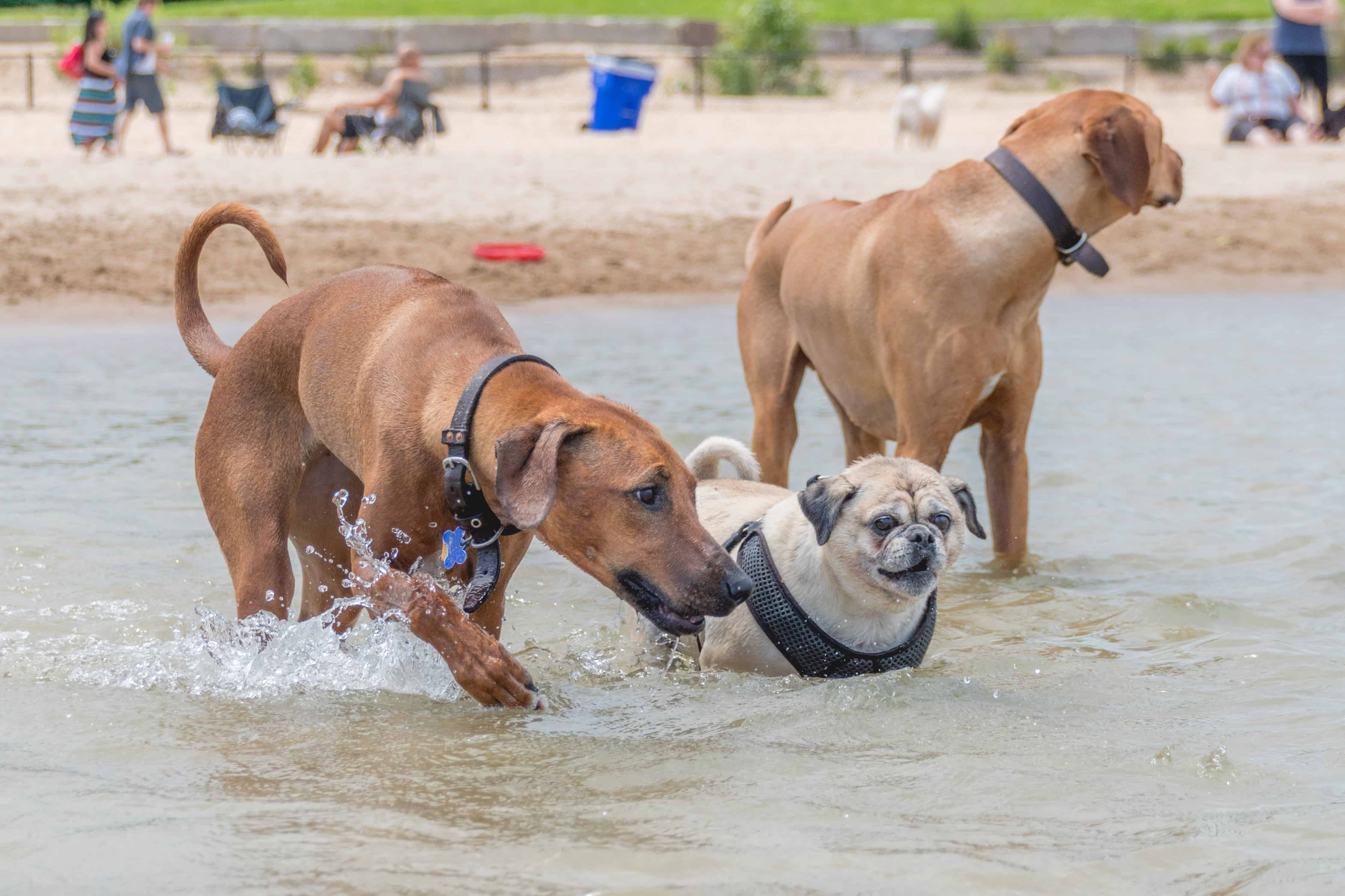 Rhodesian Ridgeback, puppy, chicago, montrose dog beach, adventure