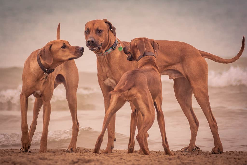 Rhodesian Ridgeback, chicago, blog, montrose dog beach, adventure, puppy