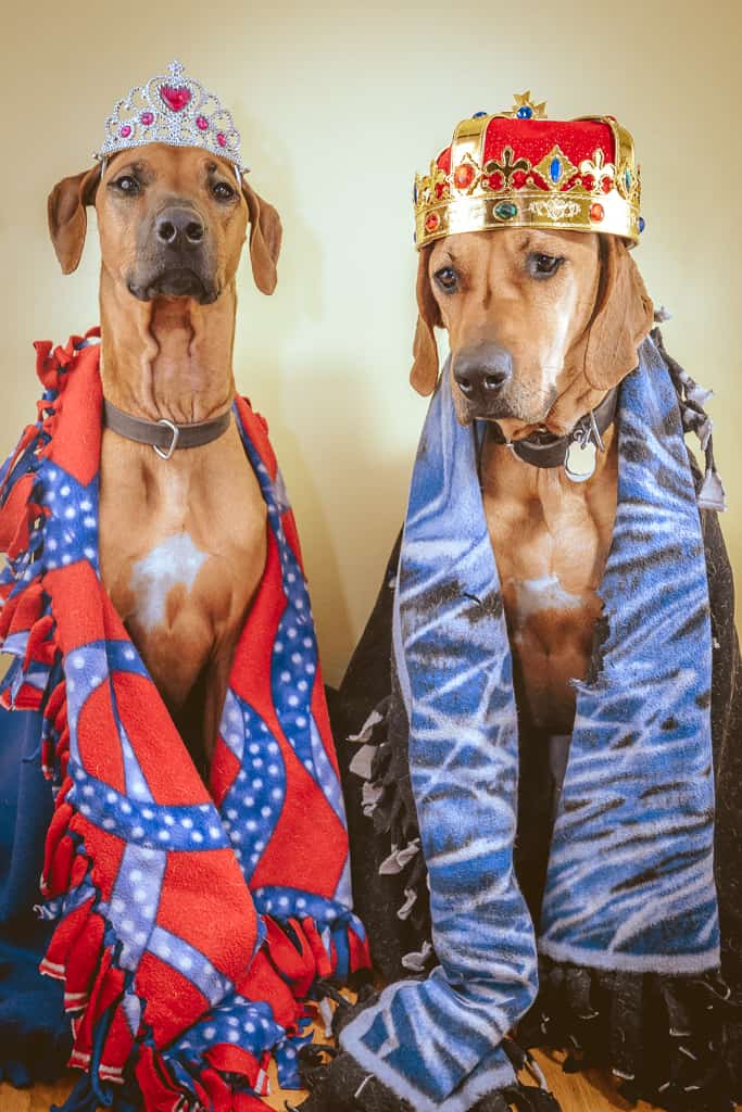 Rhodesian Ridgeback, blog, marking our territory, chicago, adventure