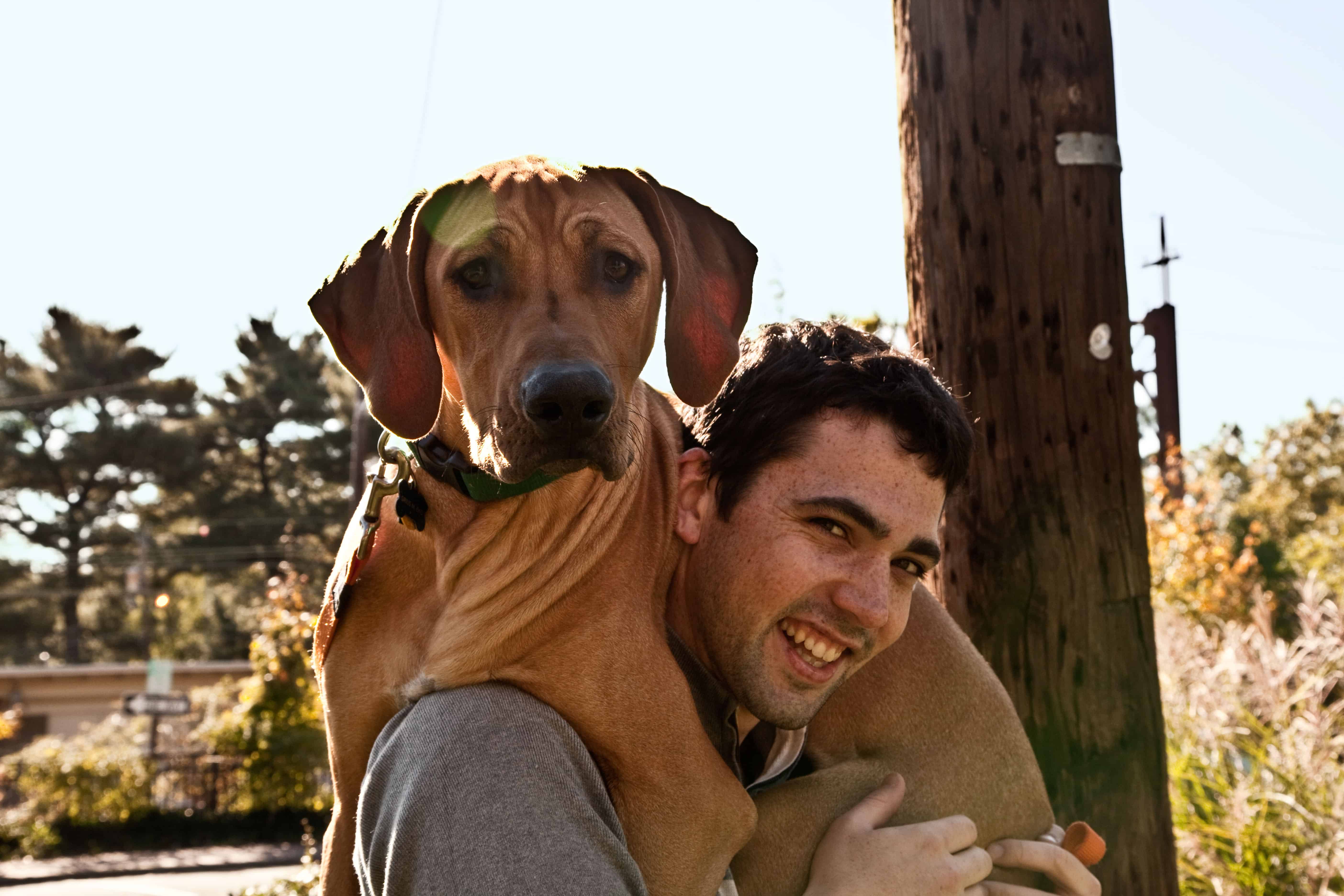 Rhodesian Ridgeback. losing a dog