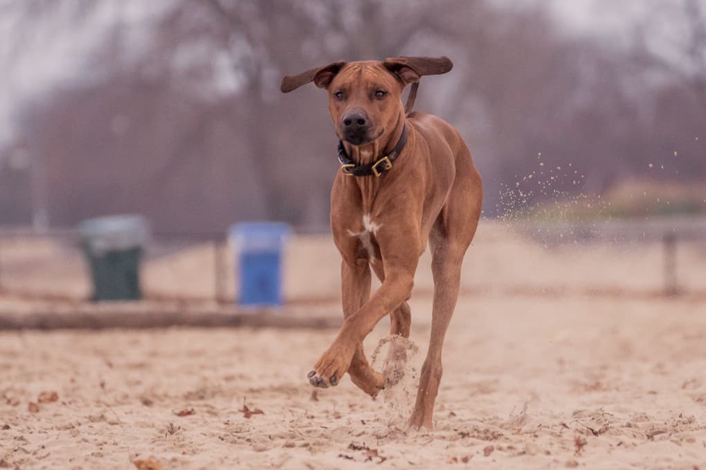 Rhodesian Ridgeback, Marking Our Territory, Chicago, Montrose Dog Beach, Adventure, Instagram