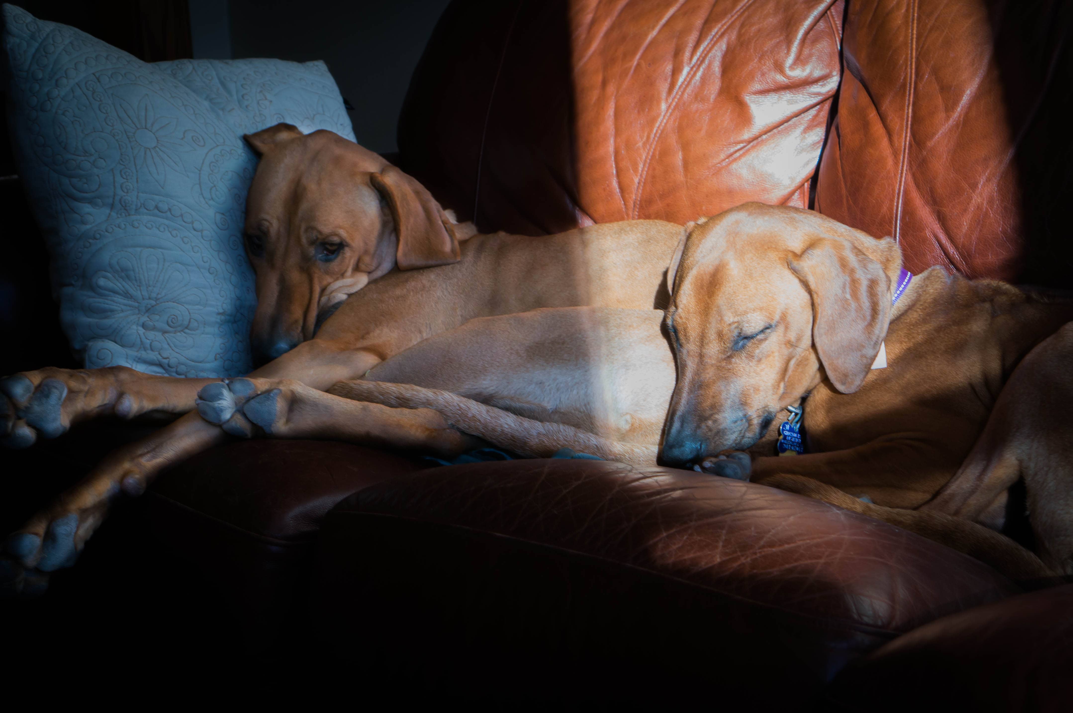 Rhodesian Ridgeback, puppy, chicago, cute, marking our territory, dogs