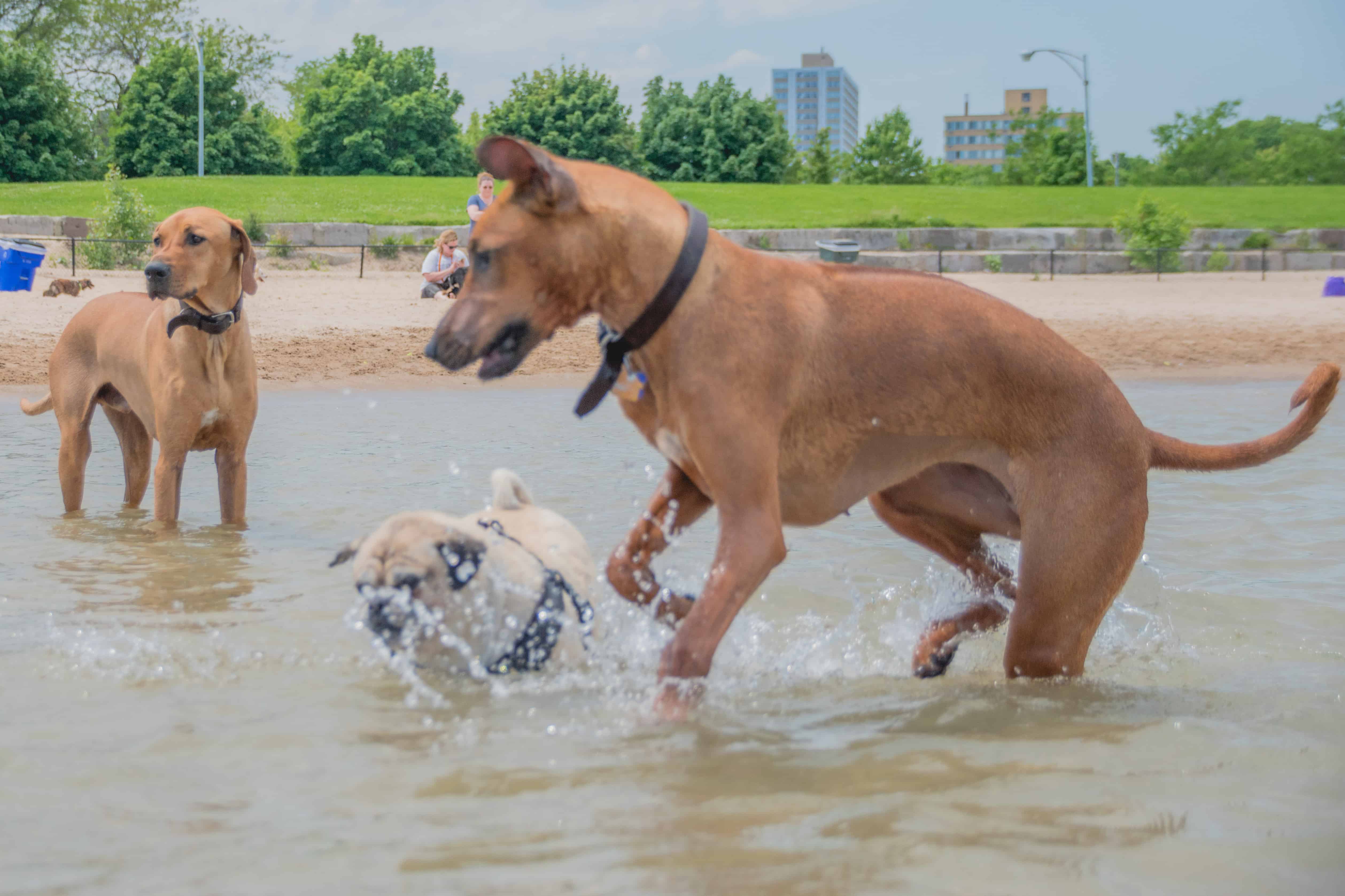 Rhodesian Ridgeback, puppy, chicago, montrose dog beach, adventure