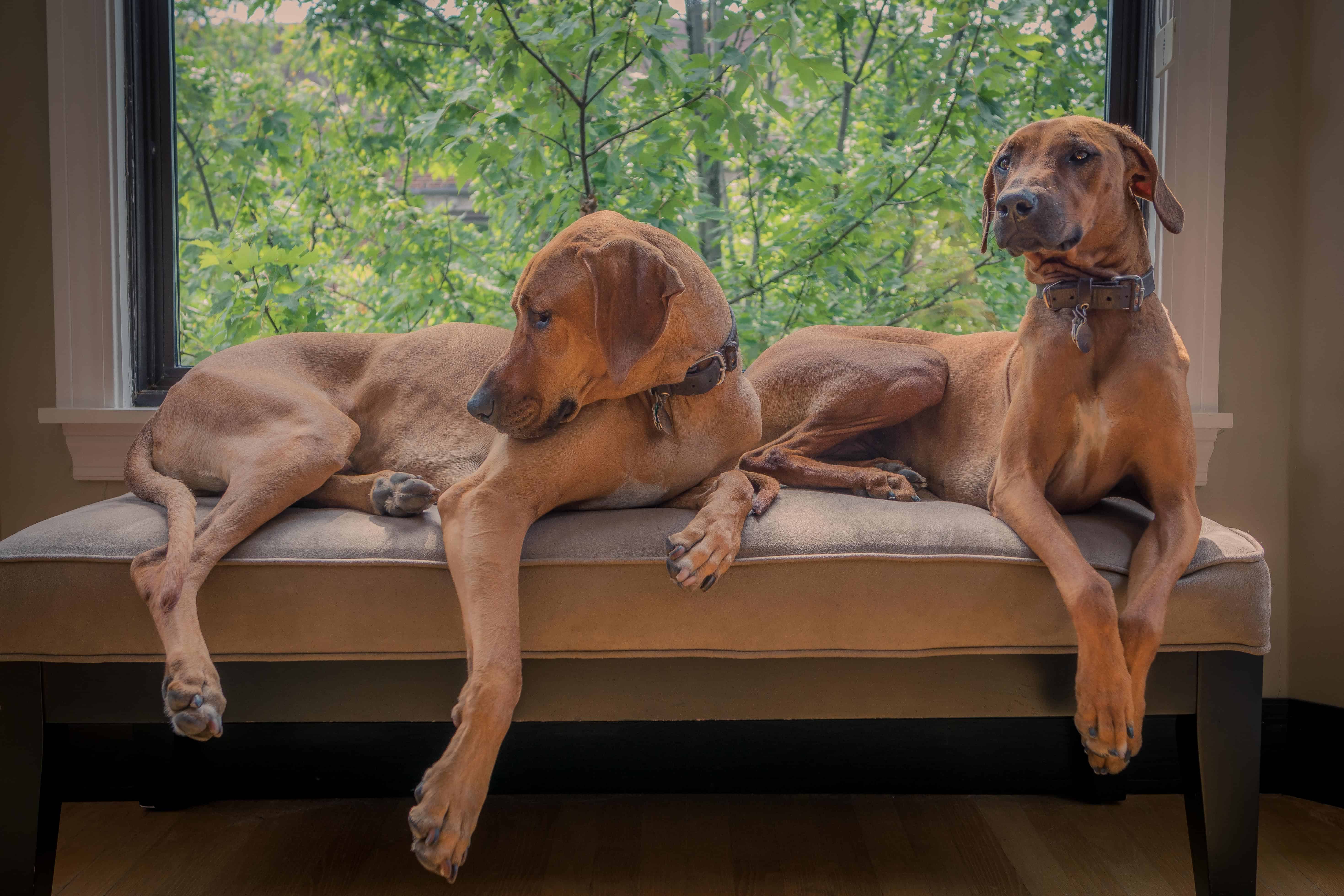 Rhodesian Ridgeback, chicago, puppy, cute, couch, sleep