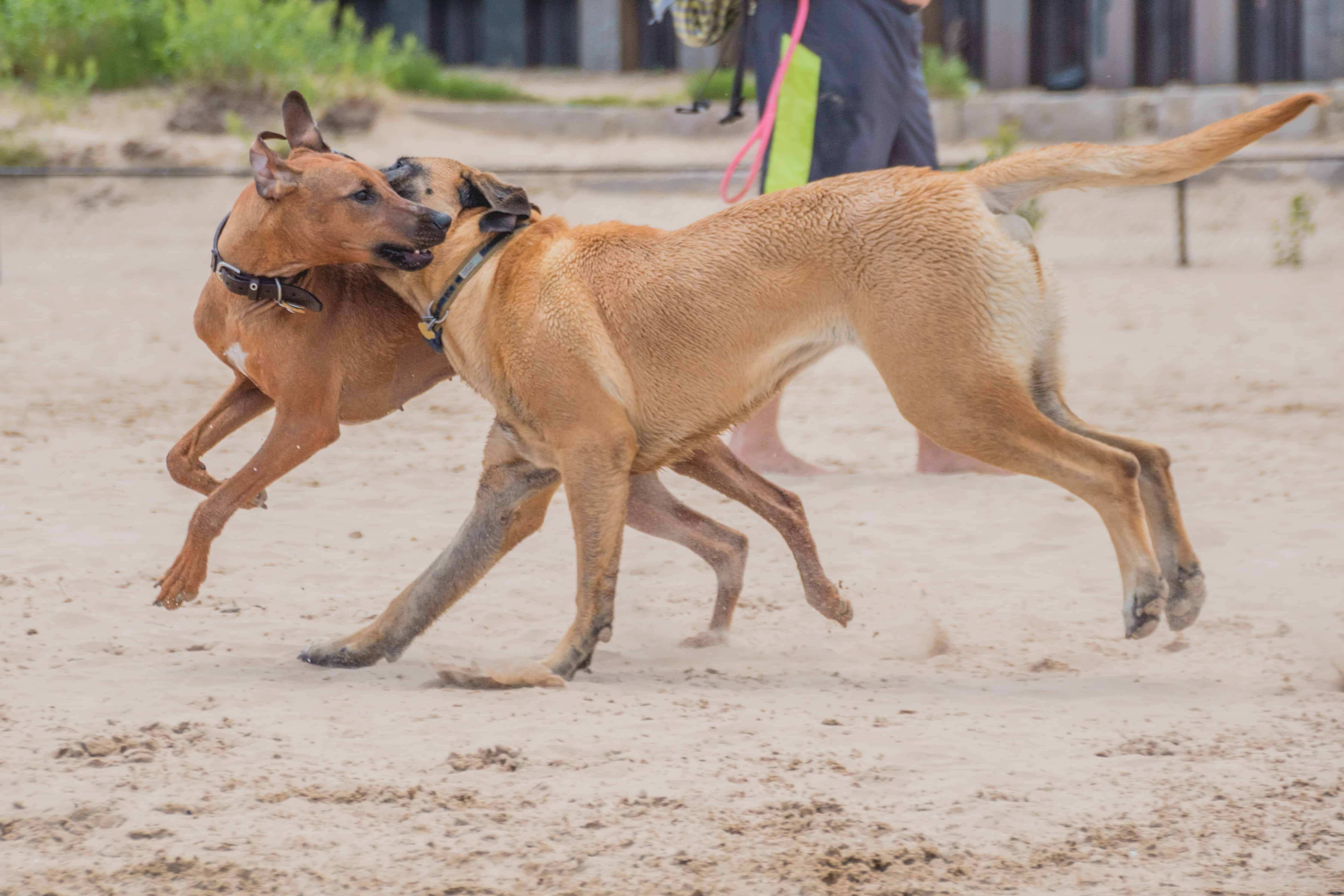 Rhodesian Ridgeback, puppy, chicago, montrose dog beach, adventure