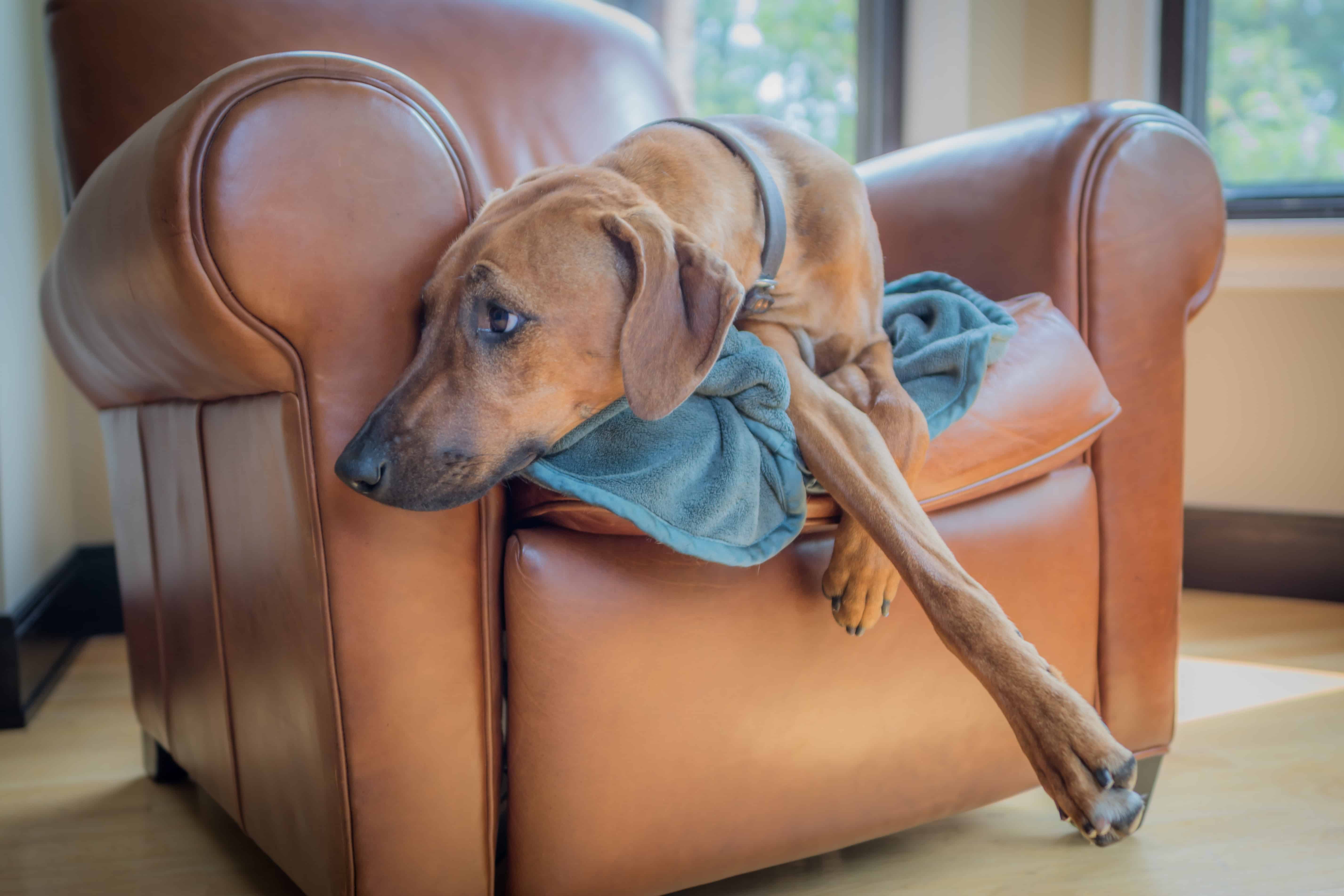 Rhodesian Ridgeback, chicago, puppy, cute, couch, sleep