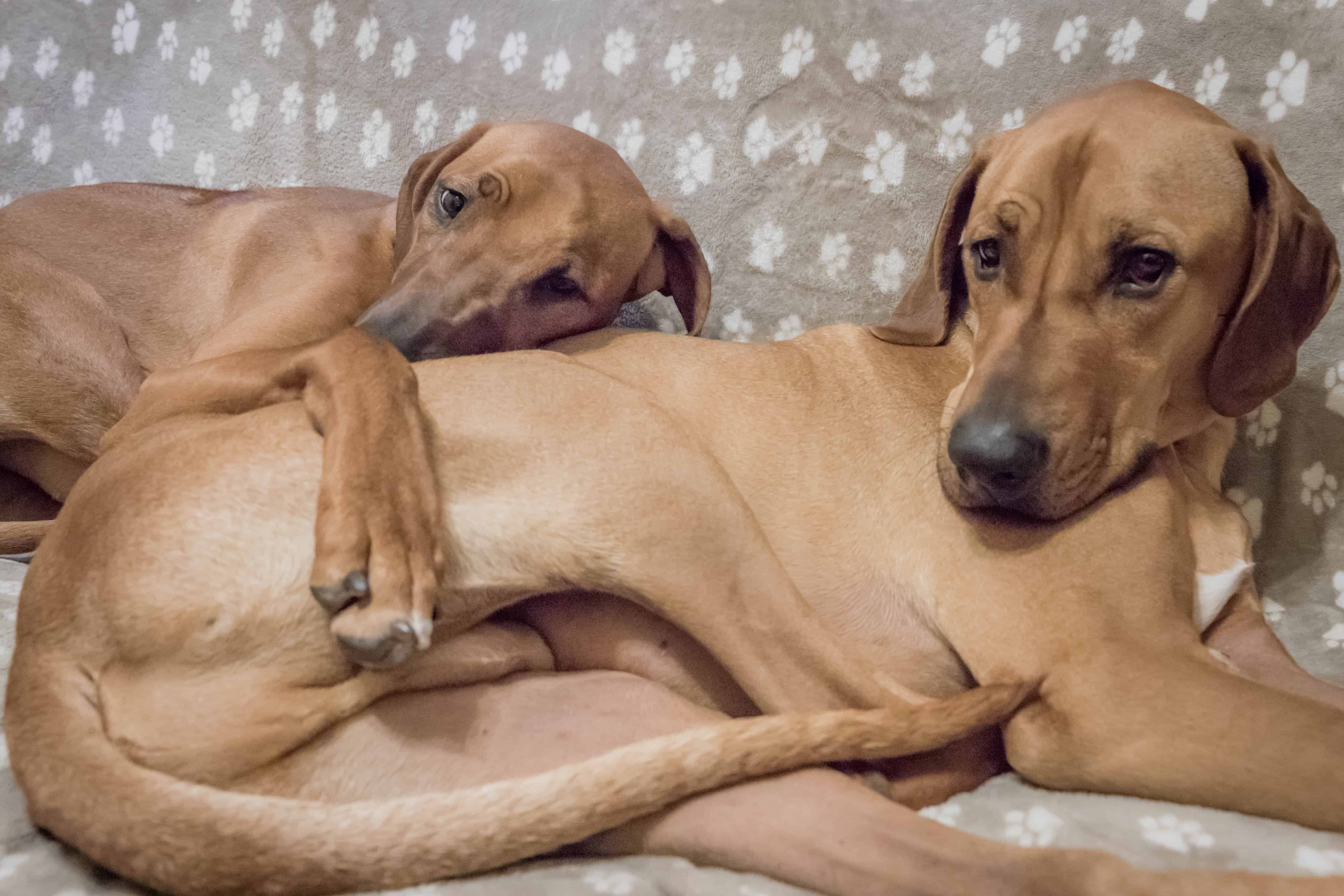 Rhodesian Ridgeback, puppy, chicago, cute, marking our territory, dogs