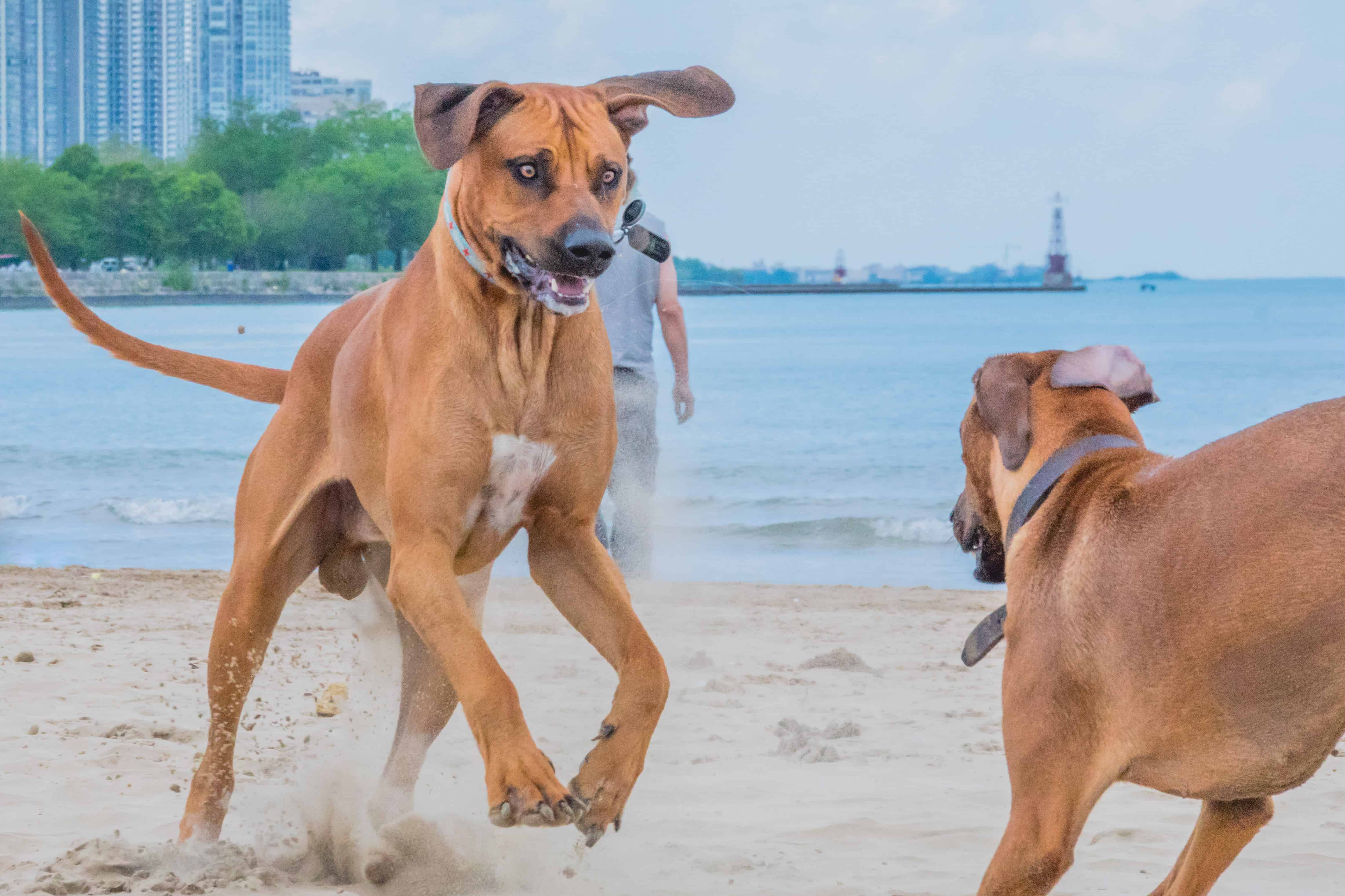 Rhodesian Ridgeback, puppy, chicago, montrose dog beach, adventure