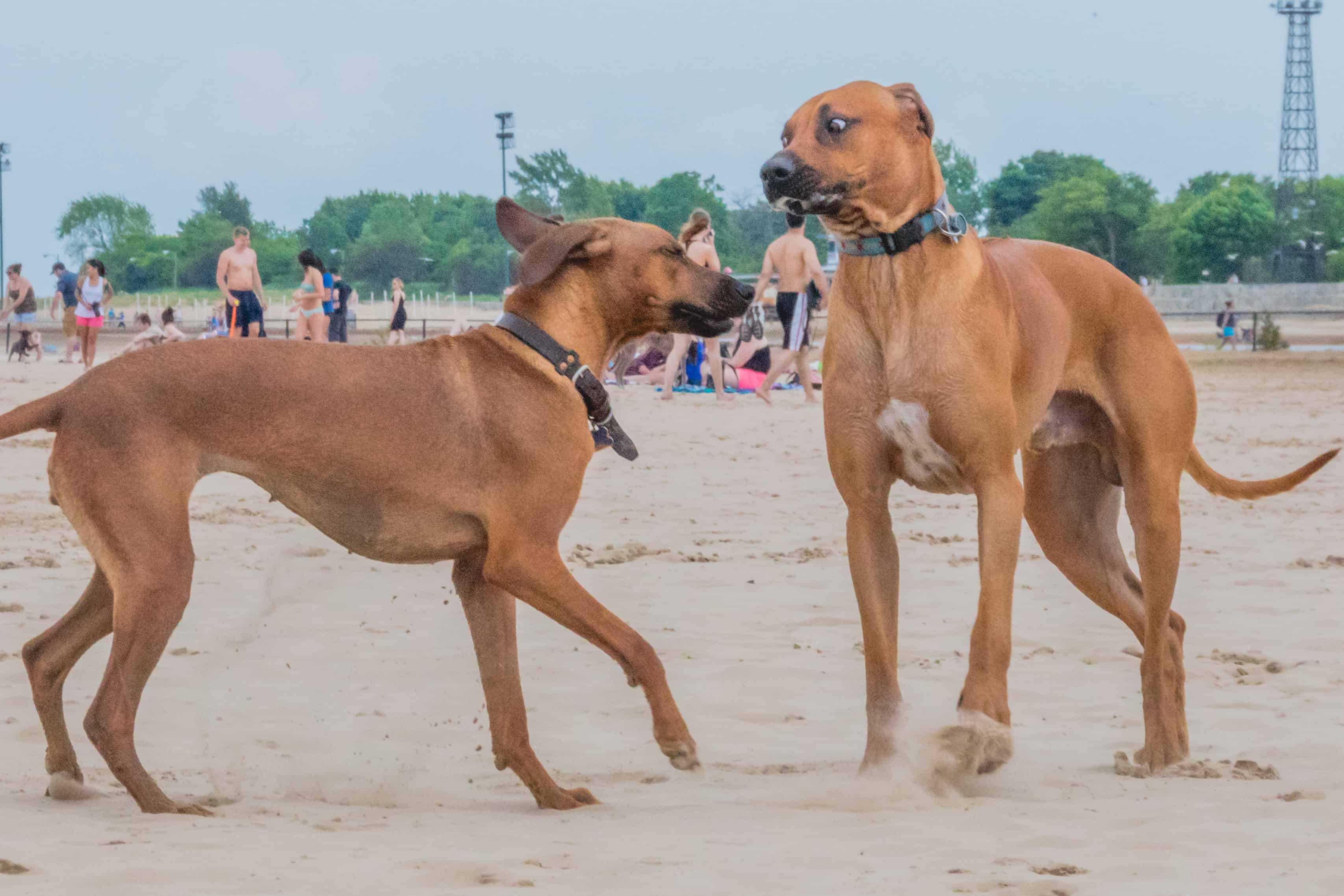 Rhodesian Ridgeback, puppy, chicago, montrose dog beach, adventure