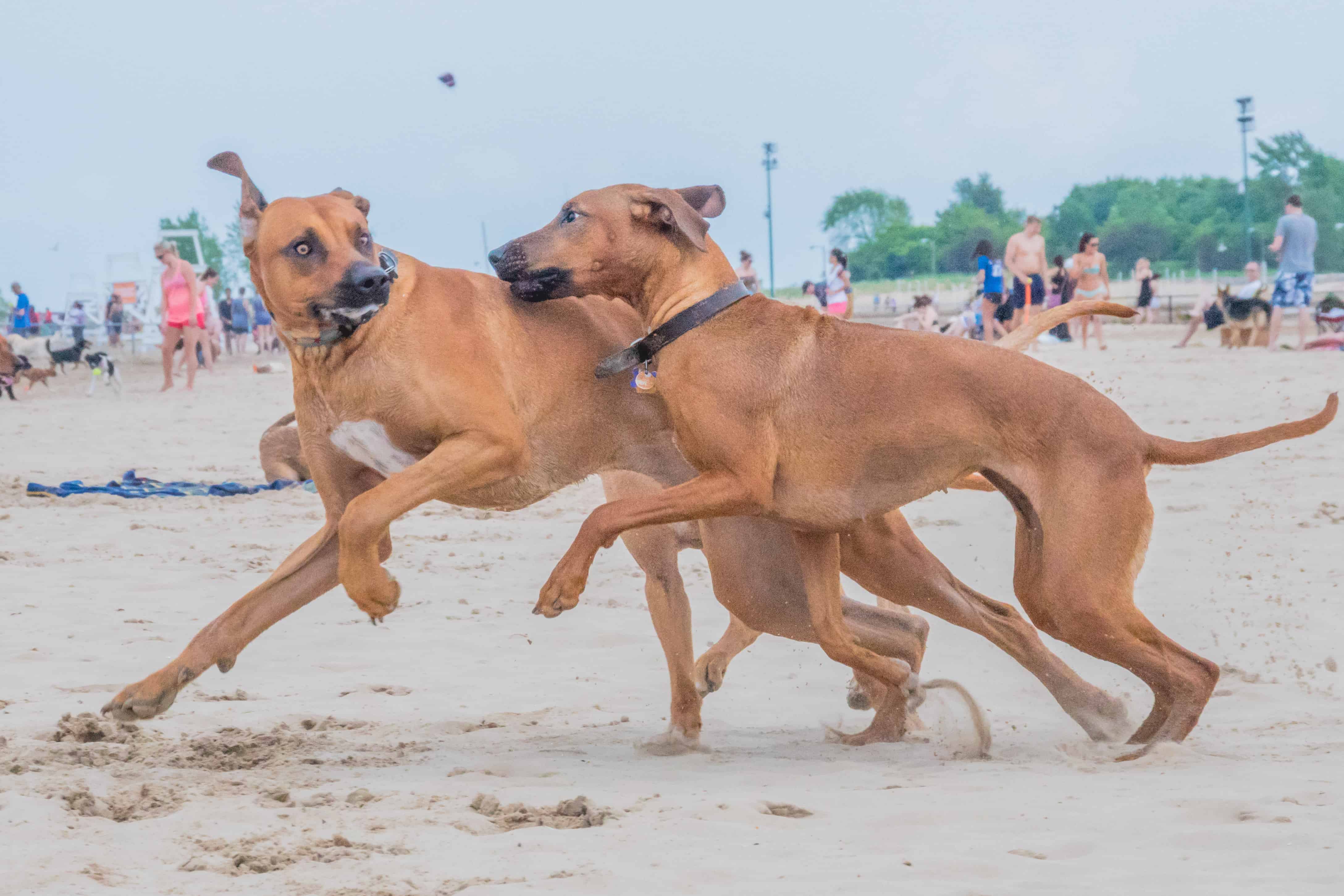 Rhodesian Ridgeback, puppy, chicago, montrose dog beach, adventure