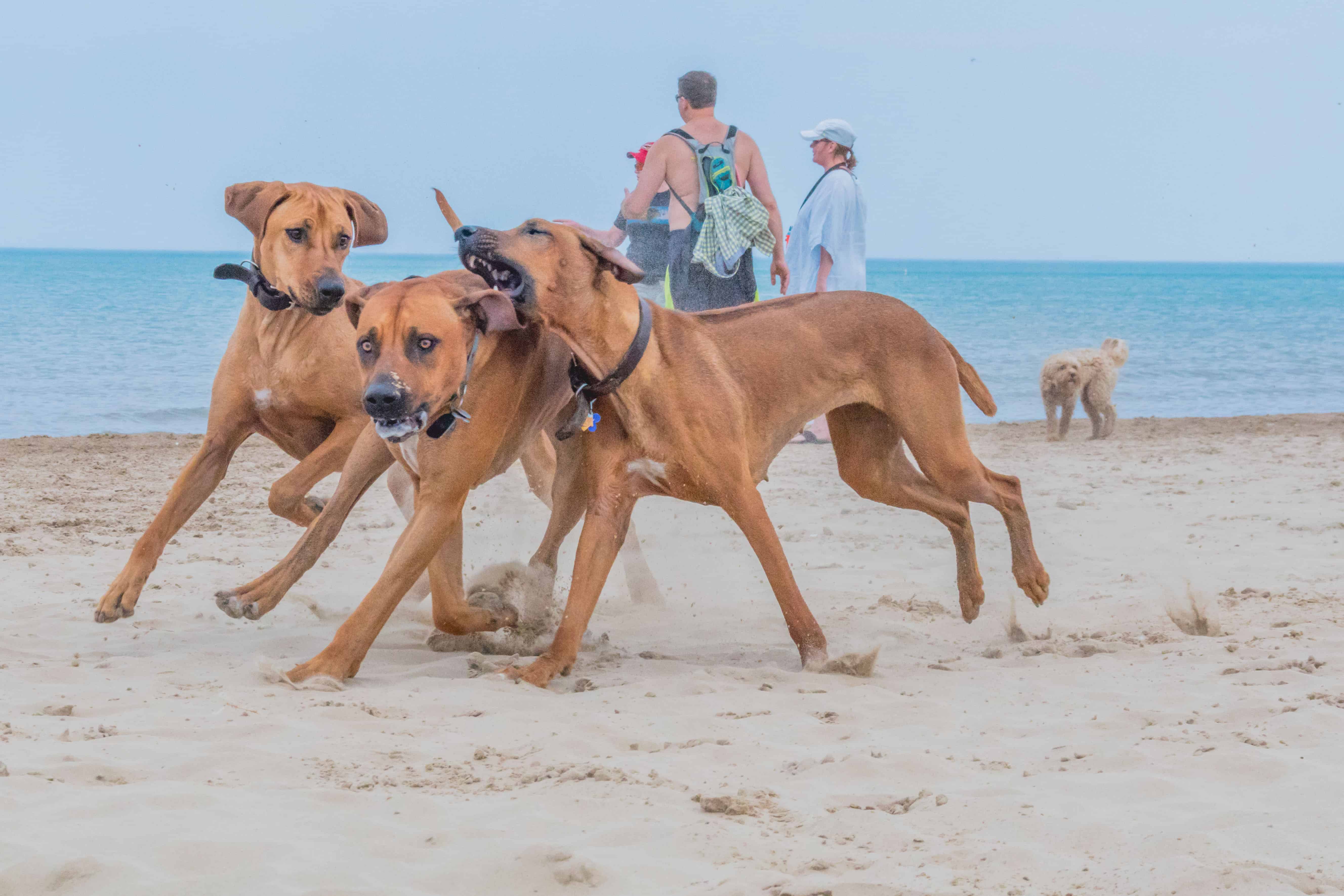 Rhodesian Ridgeback, puppy, chicago, montrose dog beach, adventure