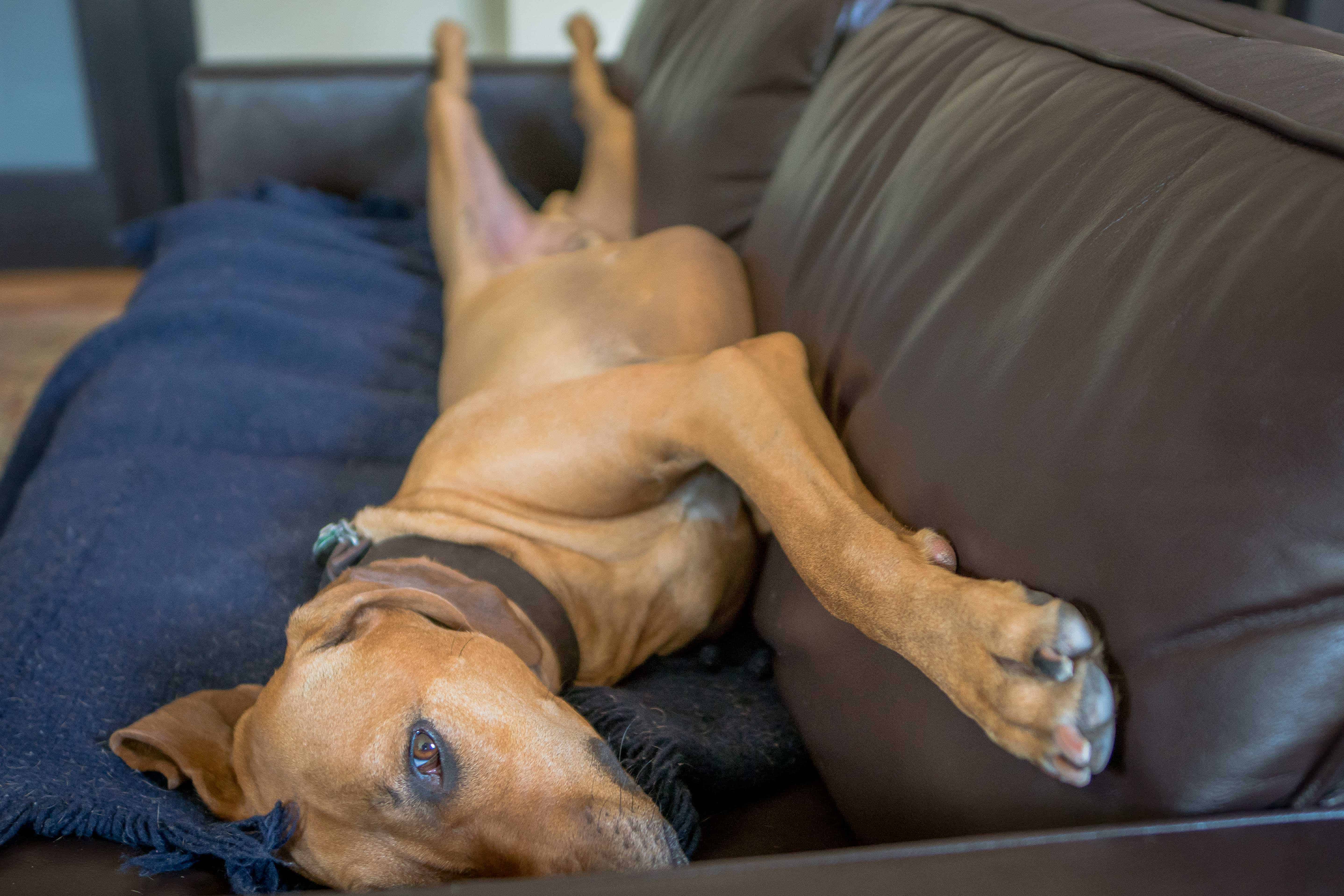 Rhodesian Ridgeback, chicago, puppy, cute, couch, sleep