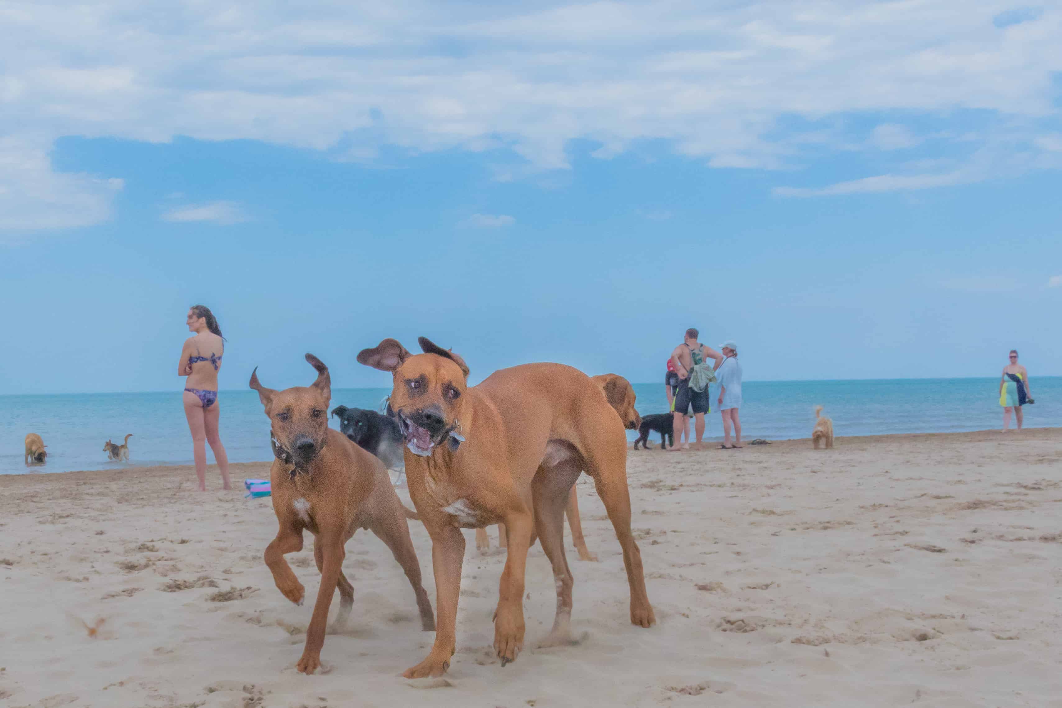 Rhodesian Ridgeback, puppy, chicago, montrose dog beach, adventure