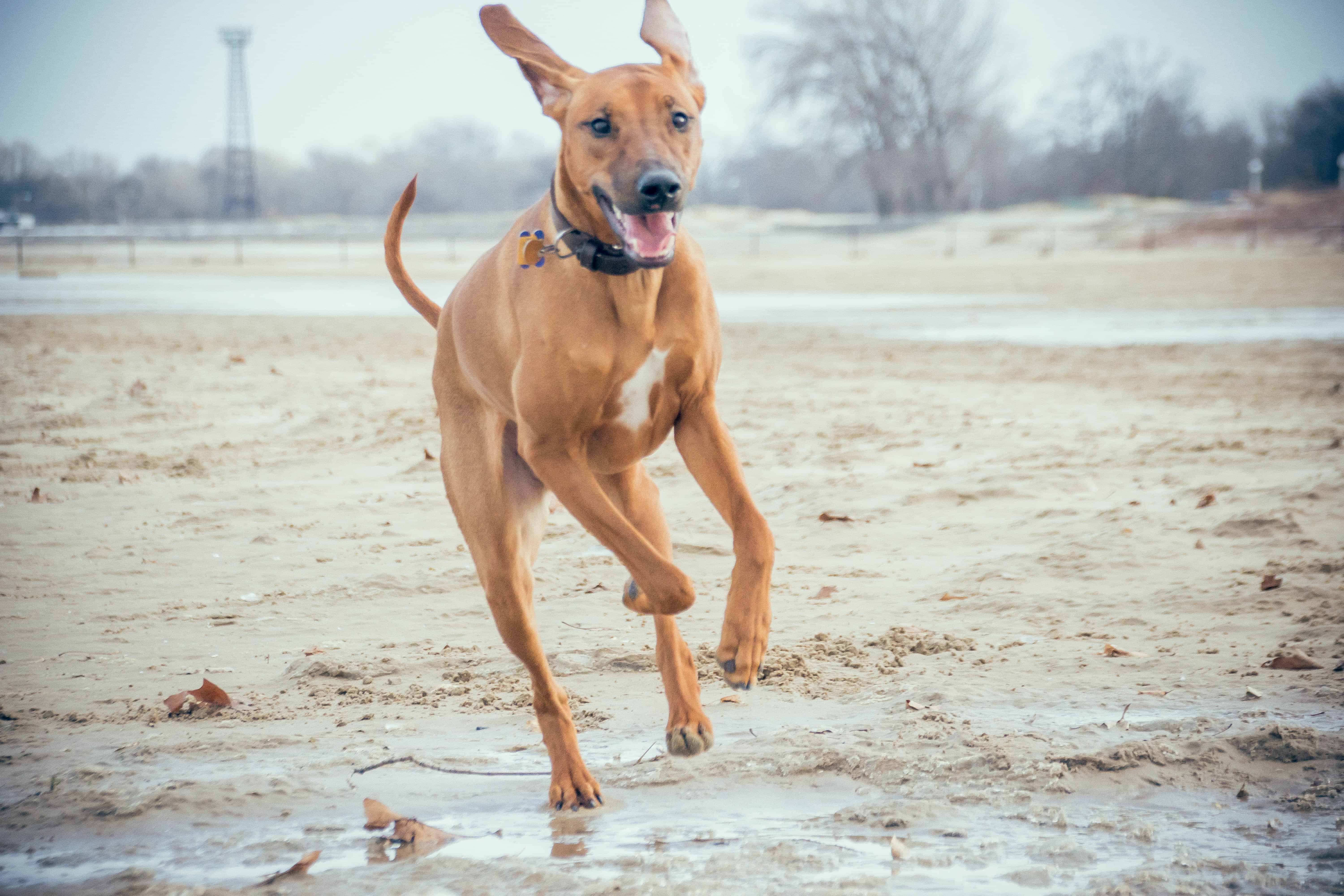 Rhodesian Ridgeback, puppy, chicago, montrose dog beach