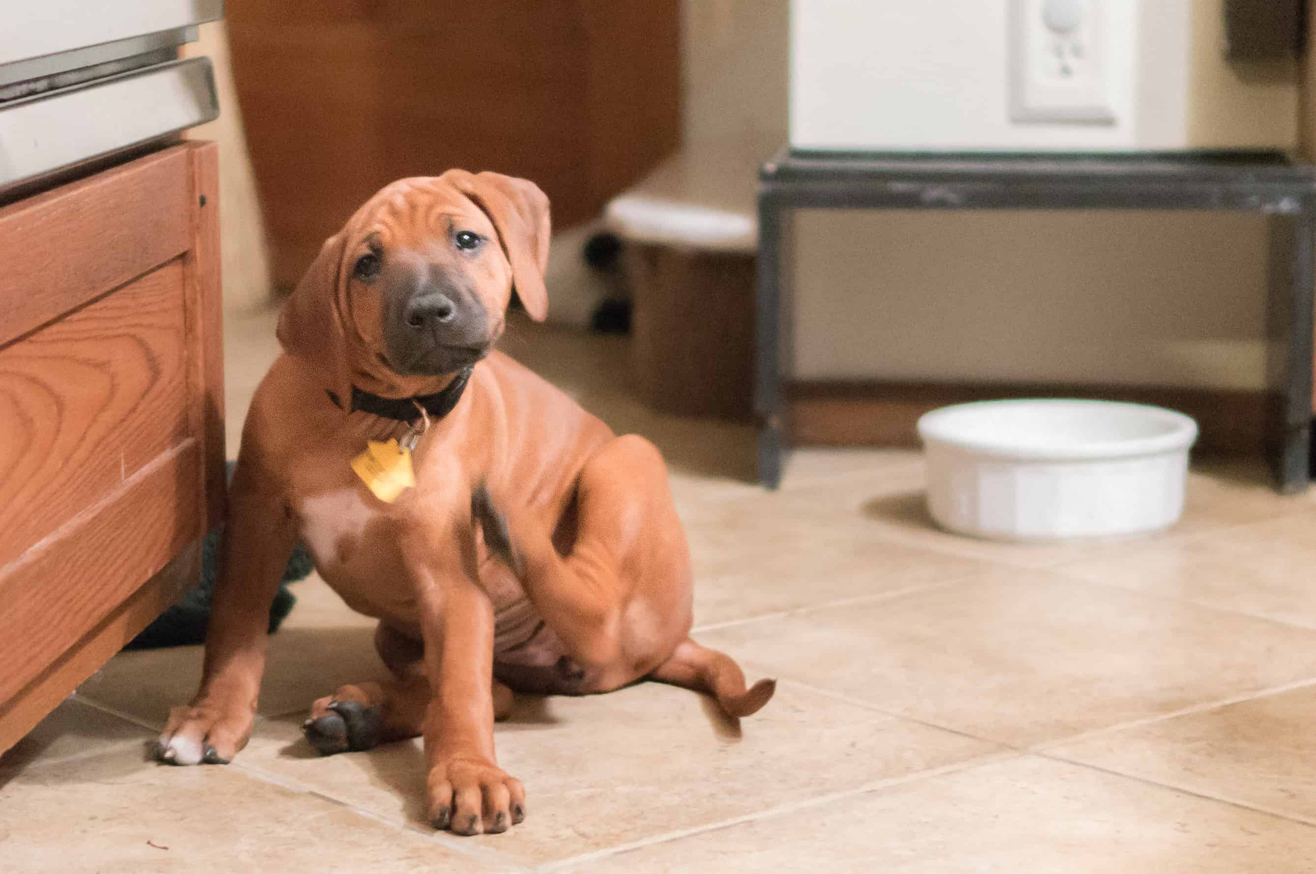 Rhodesian Ridgeback, puppy, chicago, adventure, funny, cute