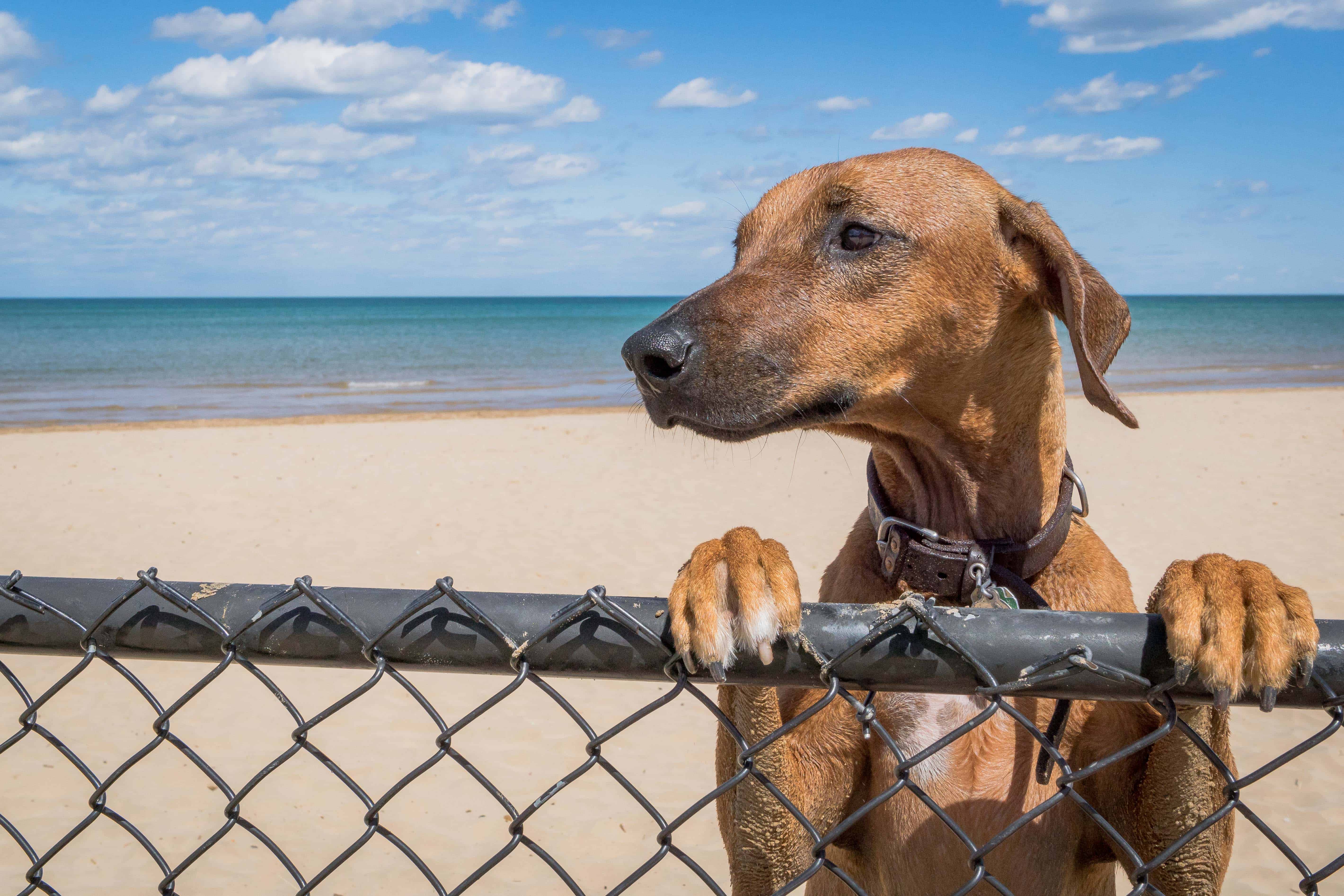 Rhodesian Ridgeback, adventure, chicago