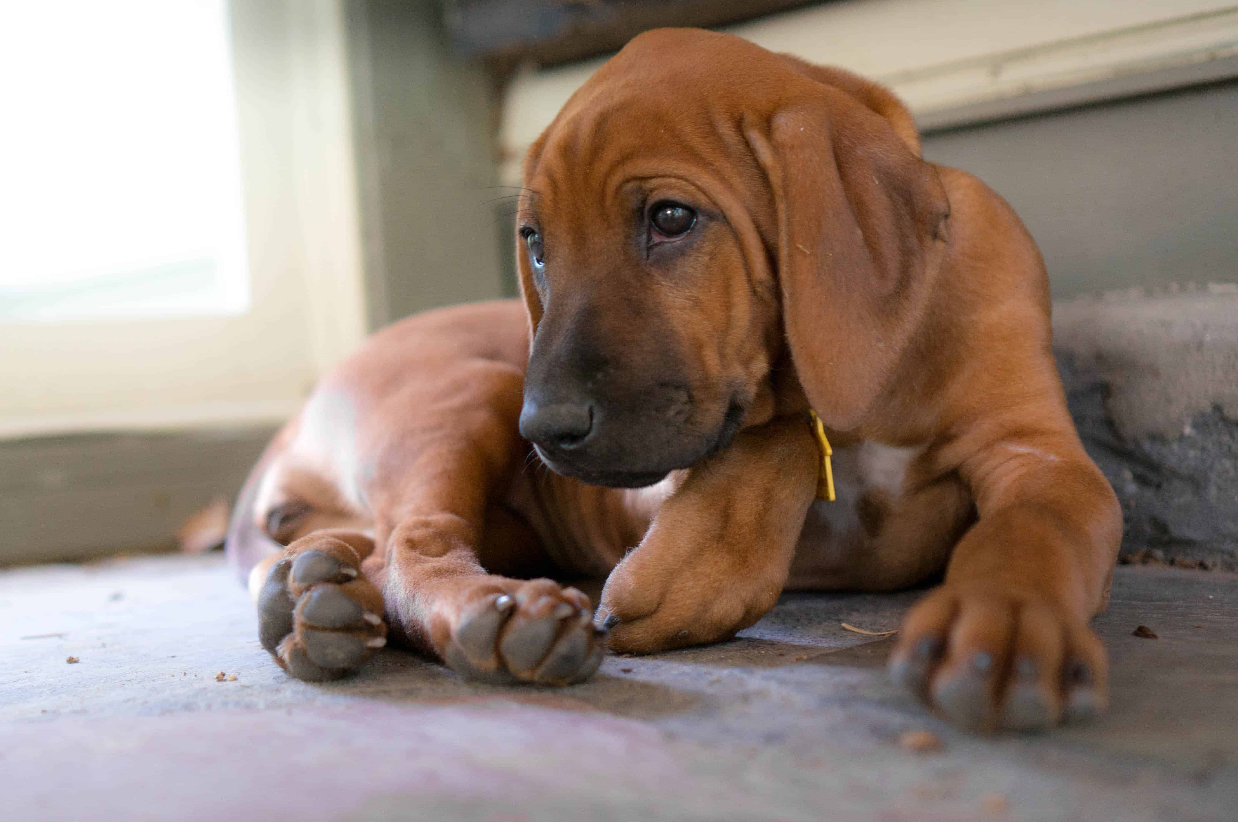 Rhodesian Ridgeback, puppy, dogs, adventure, marking our territory, blog