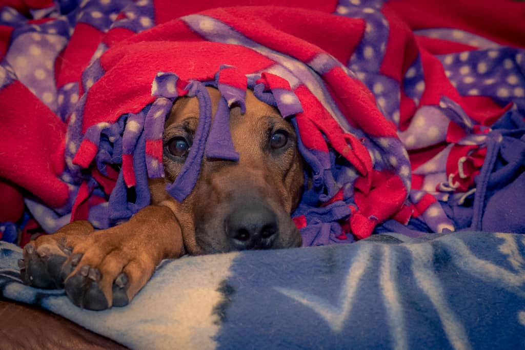 Rhodesian Ridgeback, blog, chicago, adventure