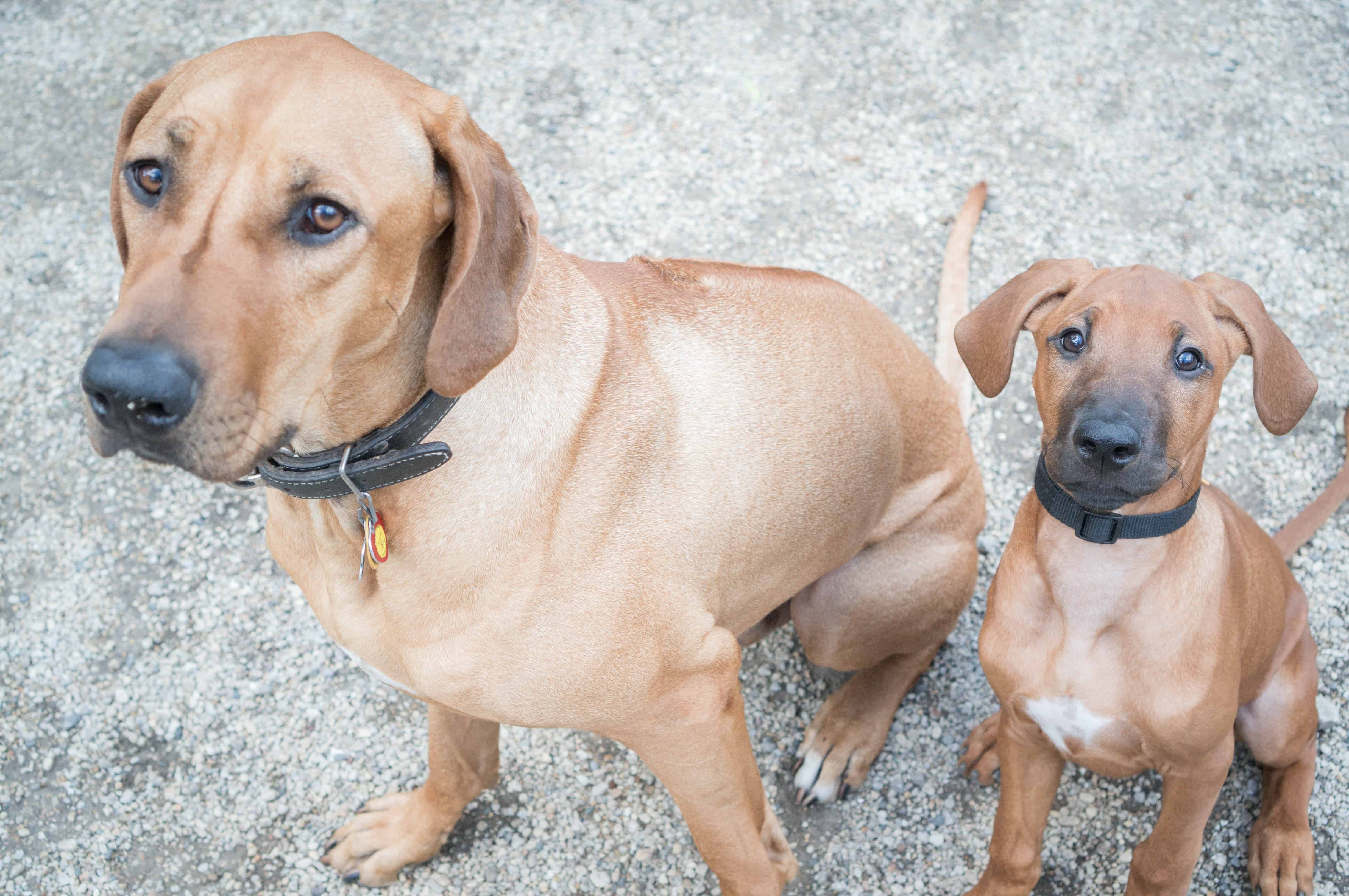 Rhodesian Ridgeback, puppy, dogs, adventure, marking our territory, blog