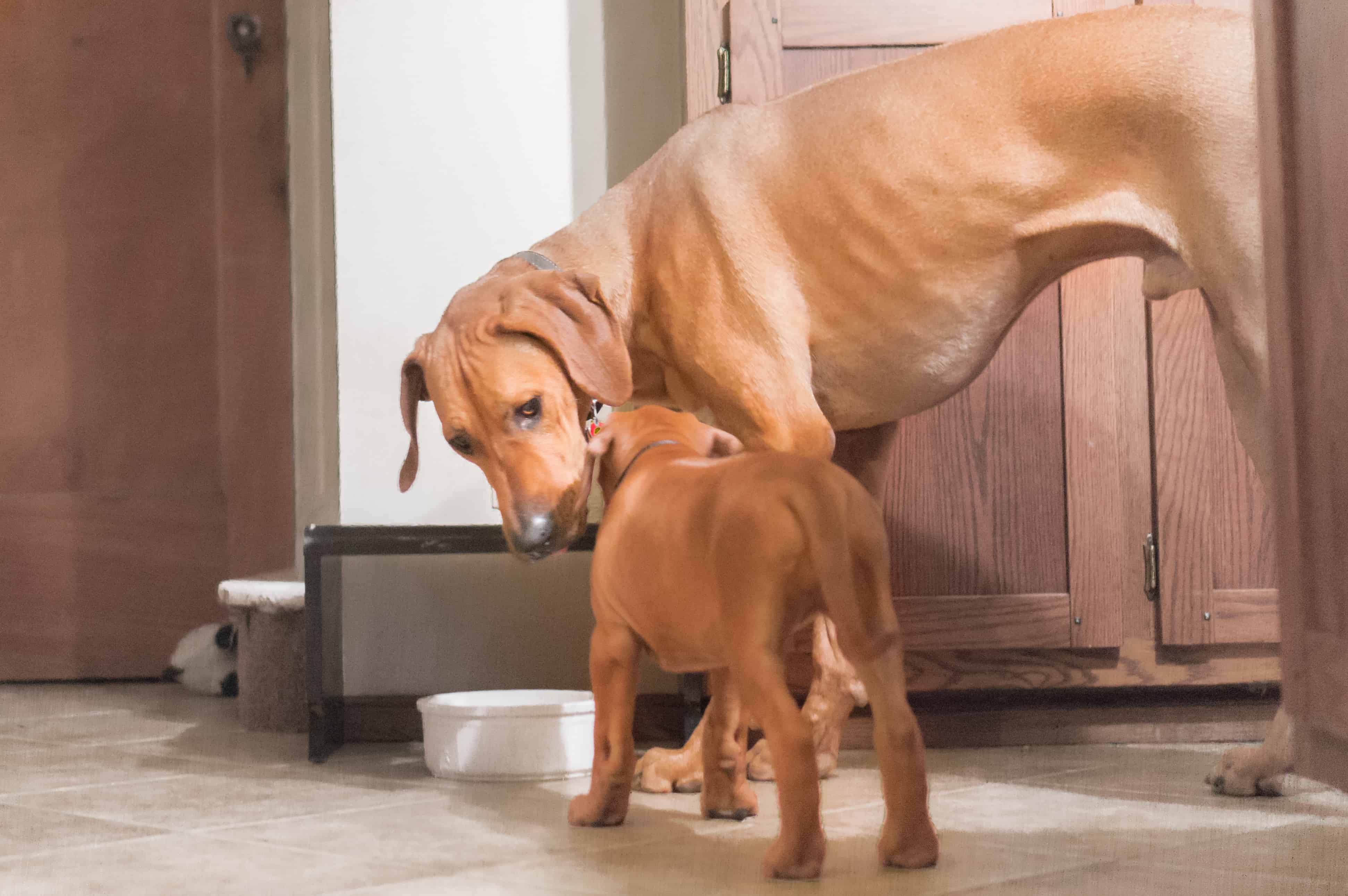 Rhodesian Ridgeback, puppy, chicago, adventure, funny, cute