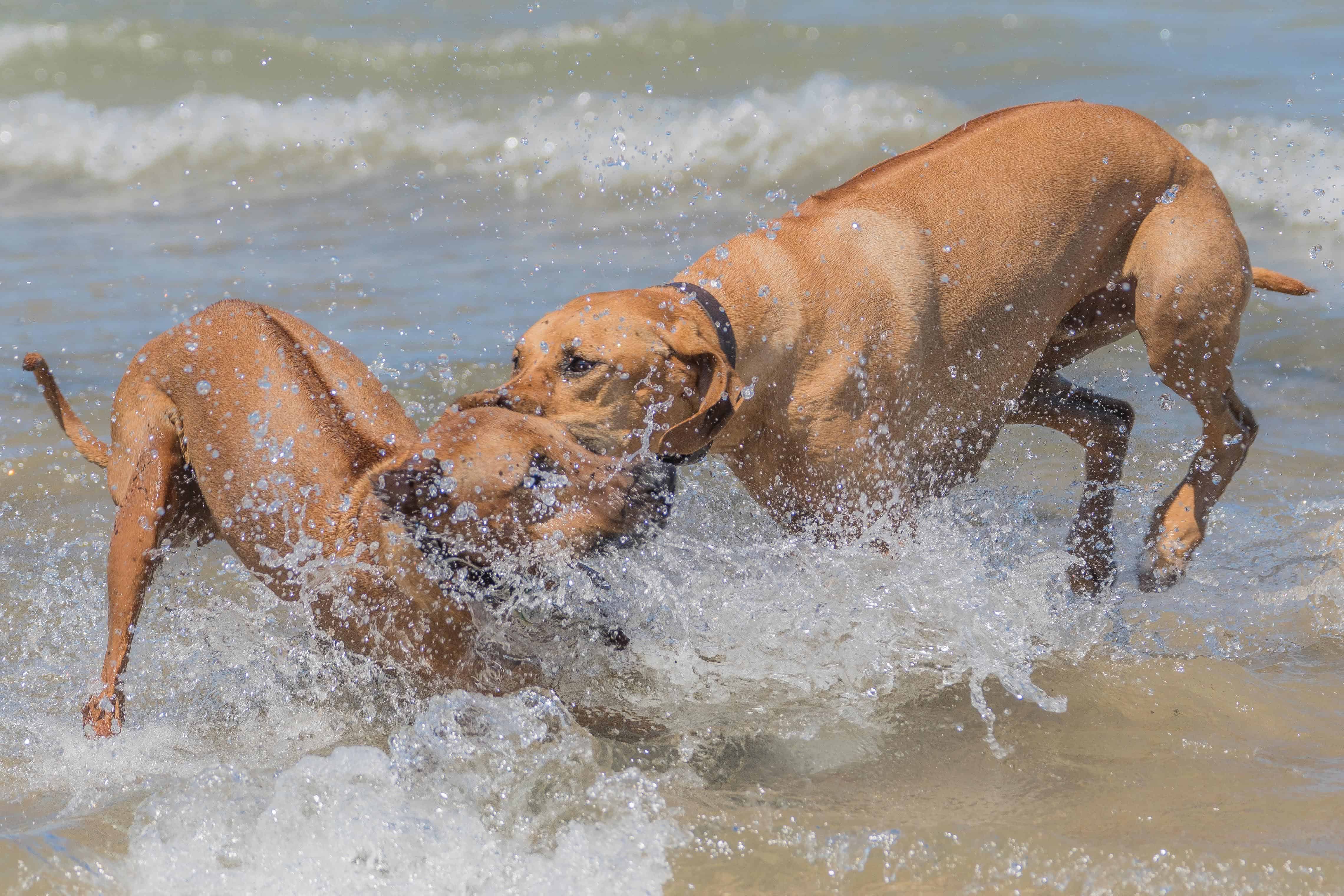 Rhodesian Ridgeback, adventure, chicago