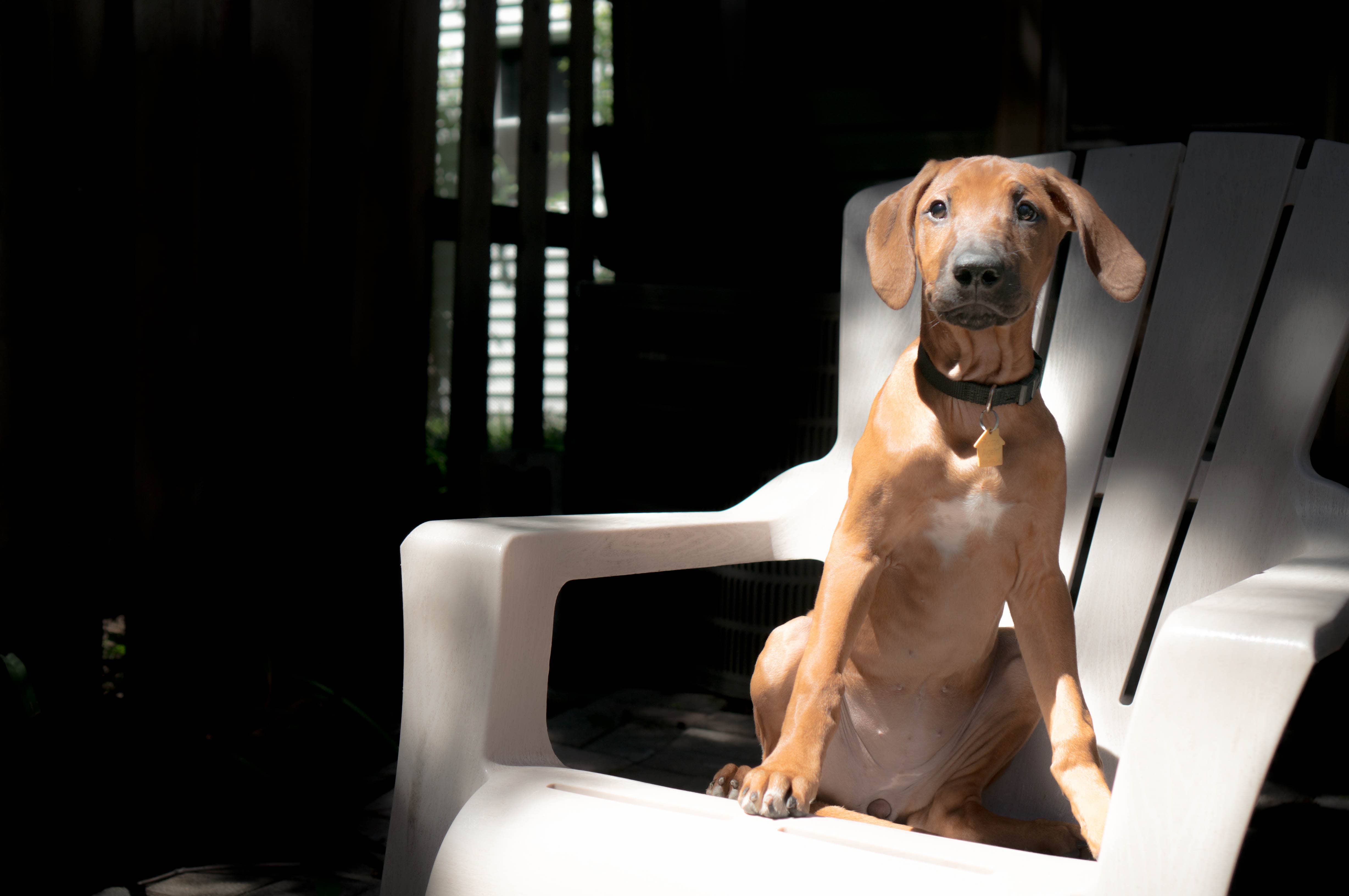 Rhodesian Ridgeback, puppy, dogs, adventure, marking our territory, blog