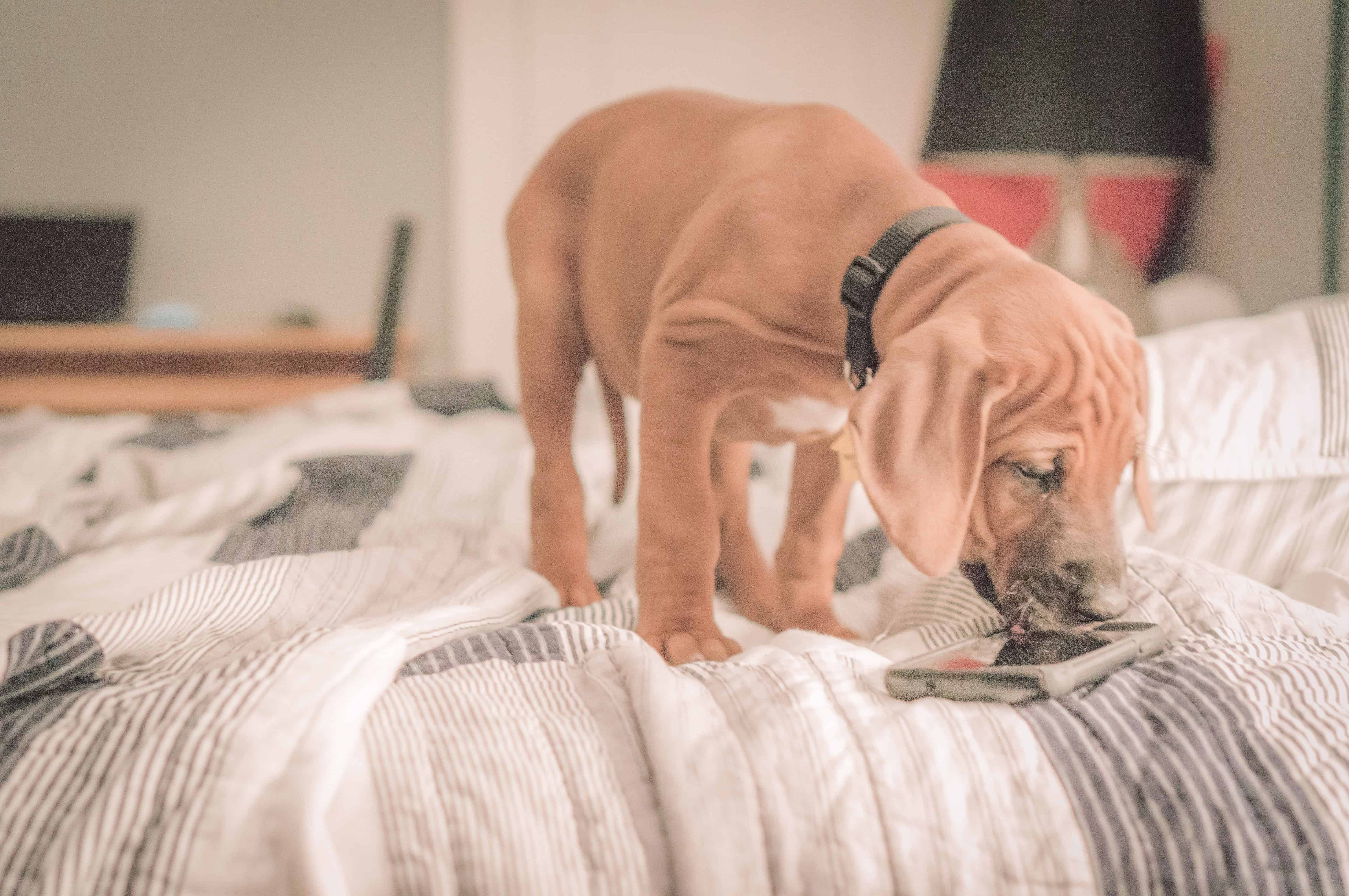 Rhodesian Ridgeback, puppy, chicago, adventure, funny, cute