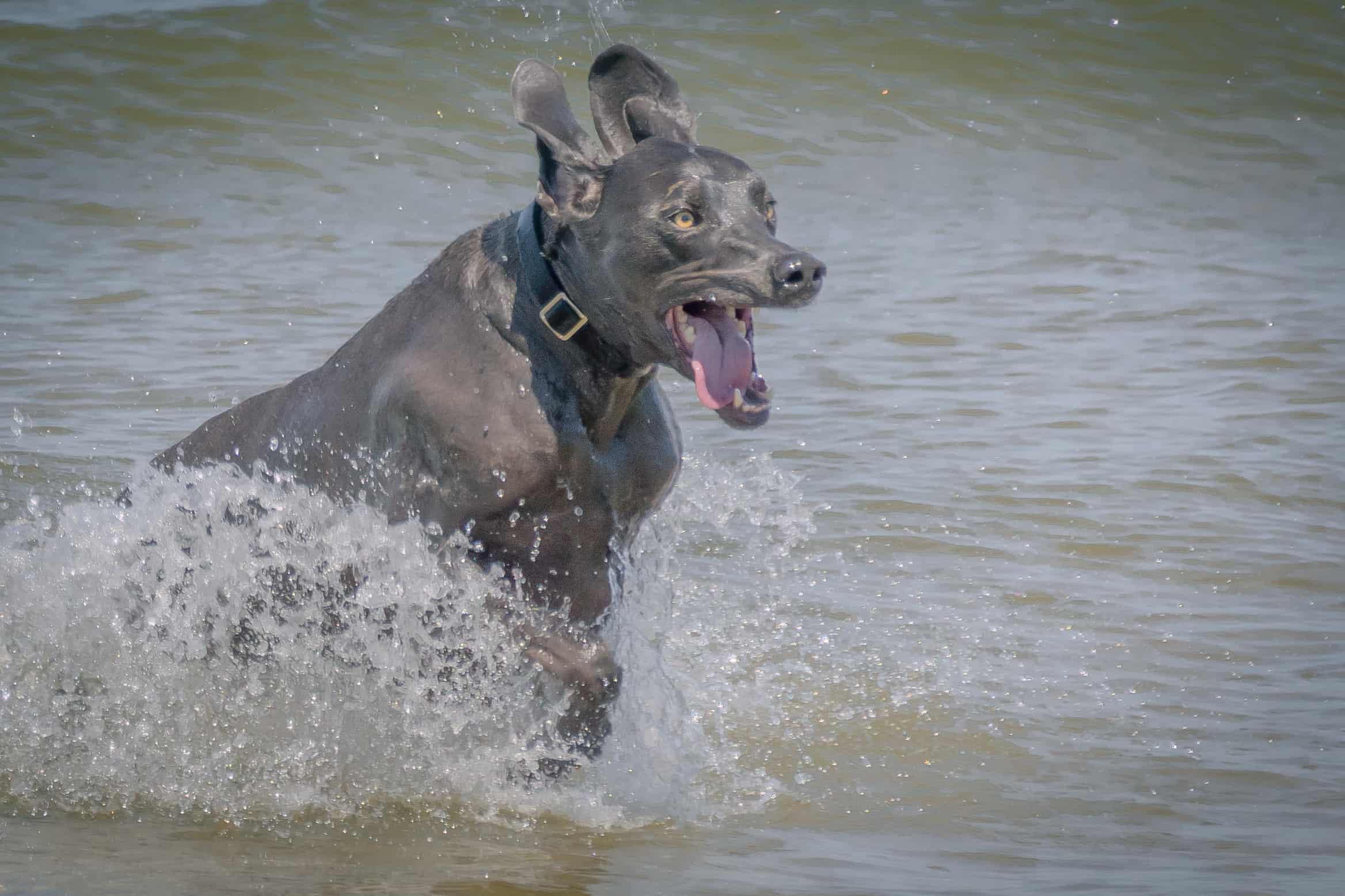 Rhodesian Ridgeback, puppy, chicago, dogs, montrose dog beach, adventure