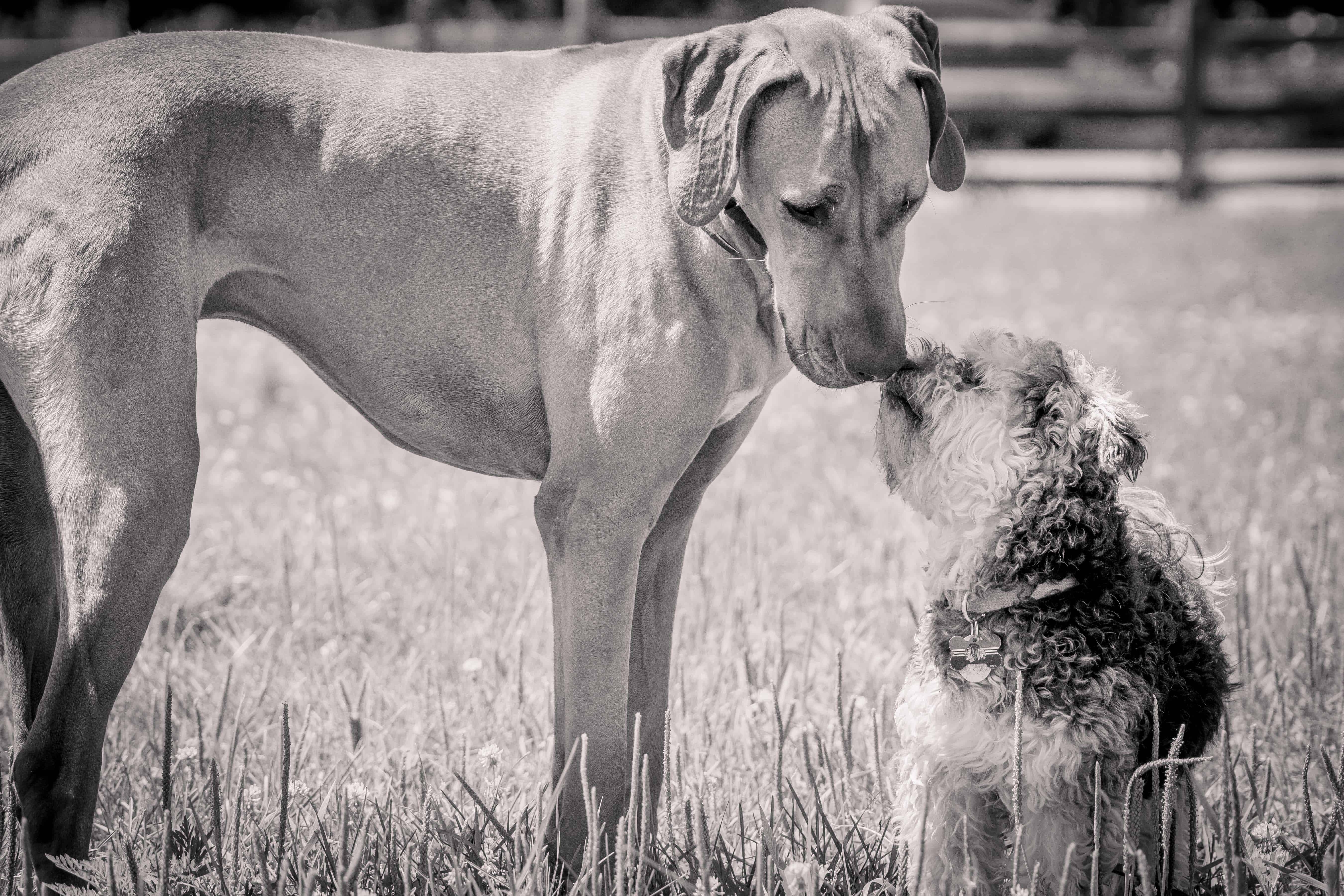 Rhodesian Ridgeback, adventure, chicago