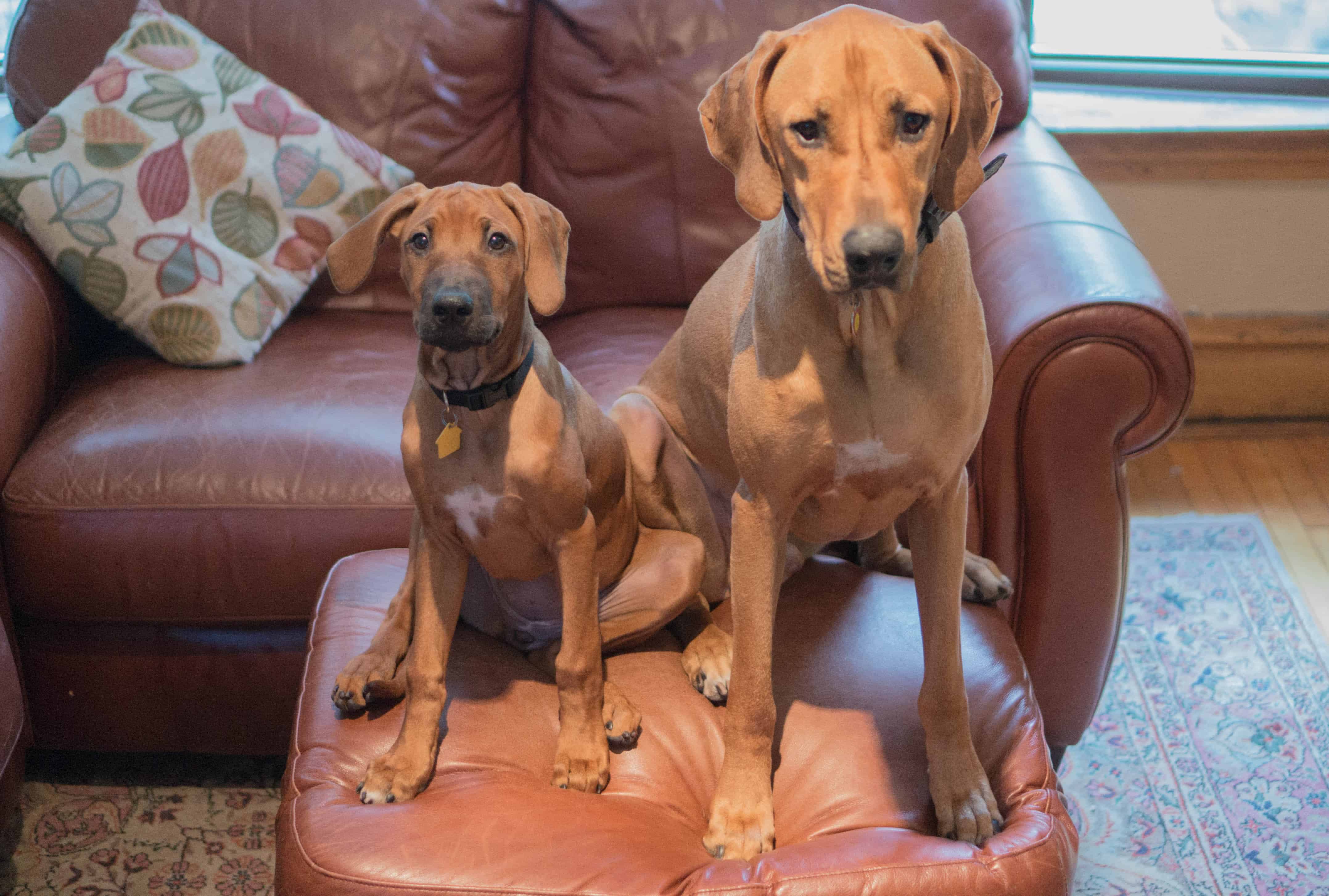 Rhodesian Ridgeback, puppy, dogs, adventure, marking our territory, blog