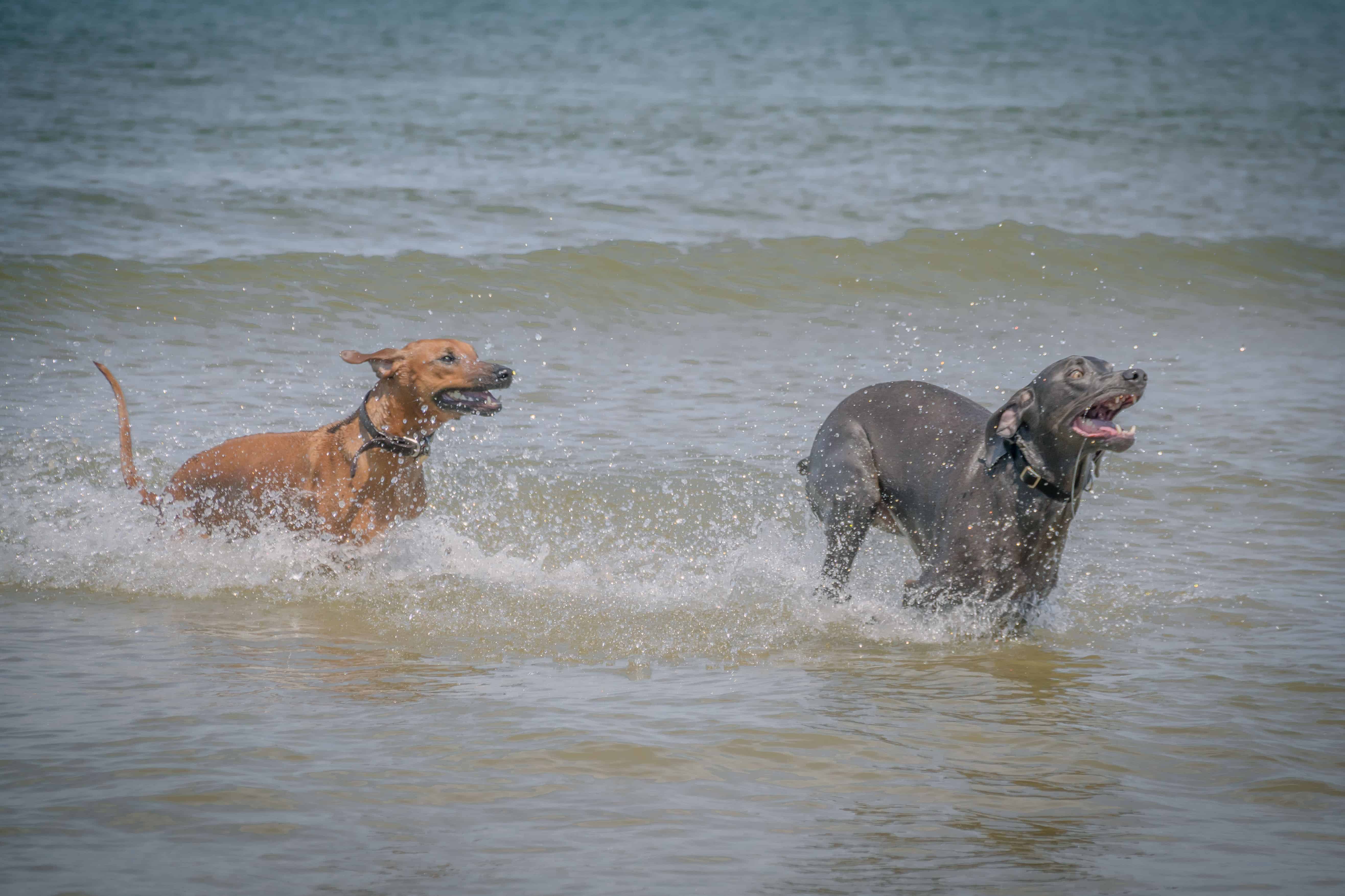 Rhodesian Ridgeback, puppy, chicago, dogs, montrose dog beach, adventure