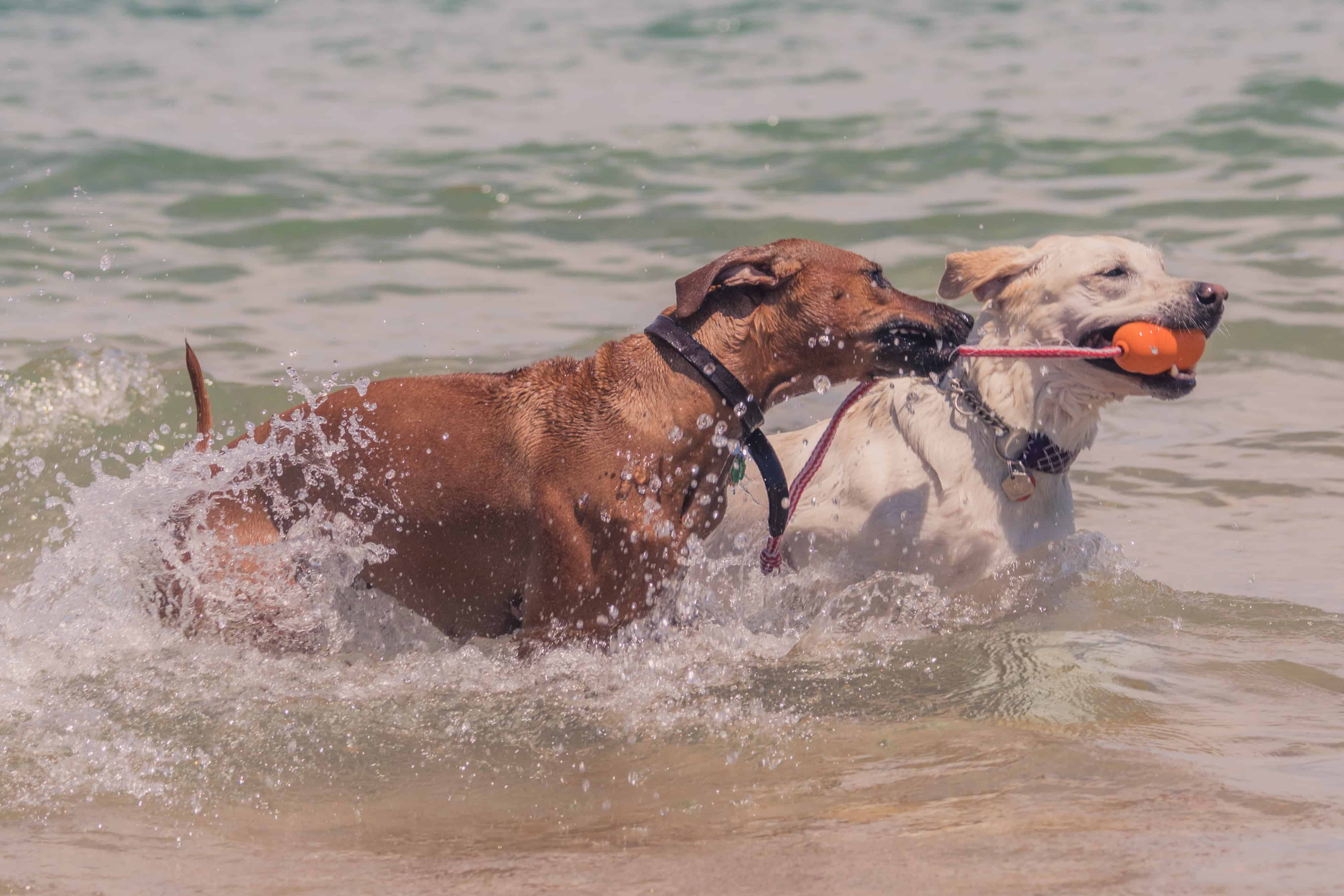 Rhodesian Ridgeback, adventure, chicago